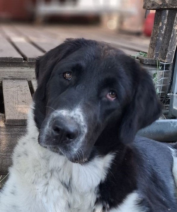 Alabai/Centraal-Aziatische Owcharka teef 8 mnd met stamboom, Fokker | Hobbymatig, 15 weken tot 1 jaar, Buitenland, Teef