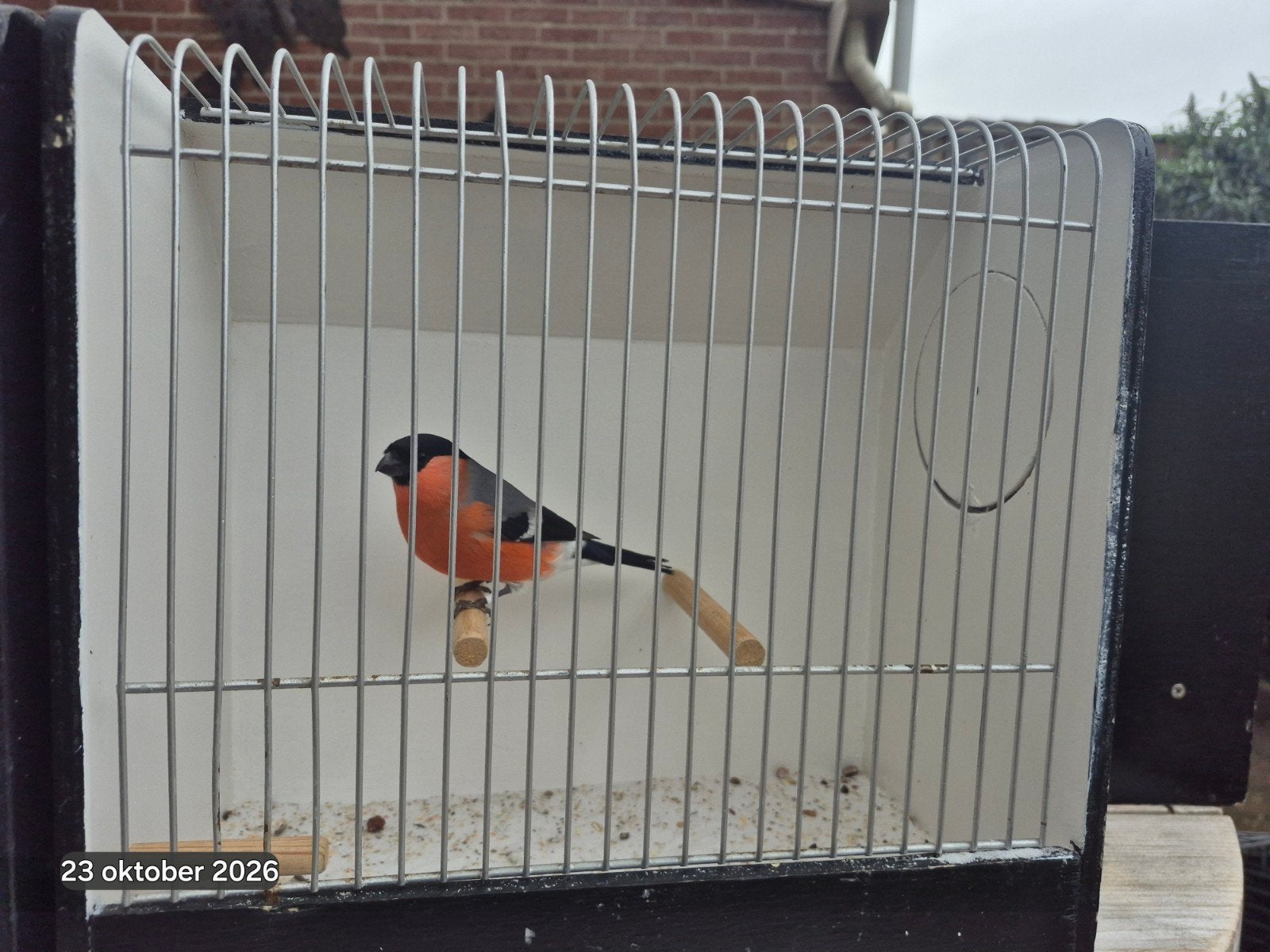 Noorse Goudvinken Wildkleur, Meerdere dieren, Wildzangvogel, Geringd