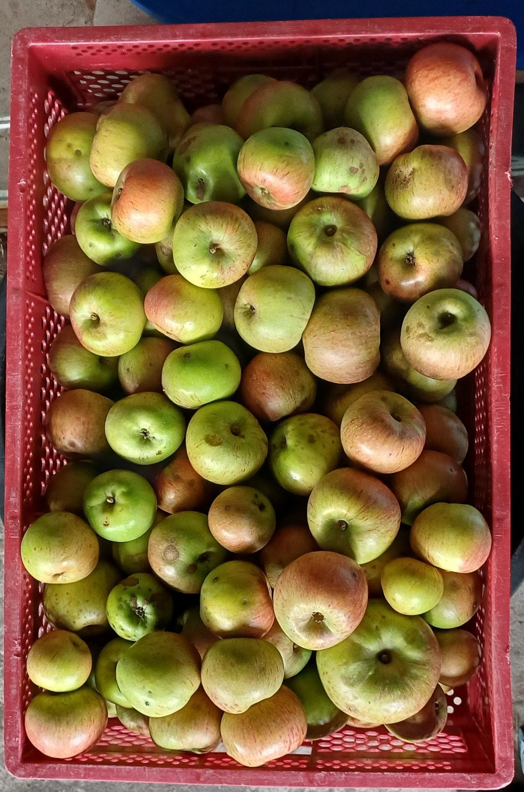 Verse Appels: Zoetzuur van smaak, Ophalen