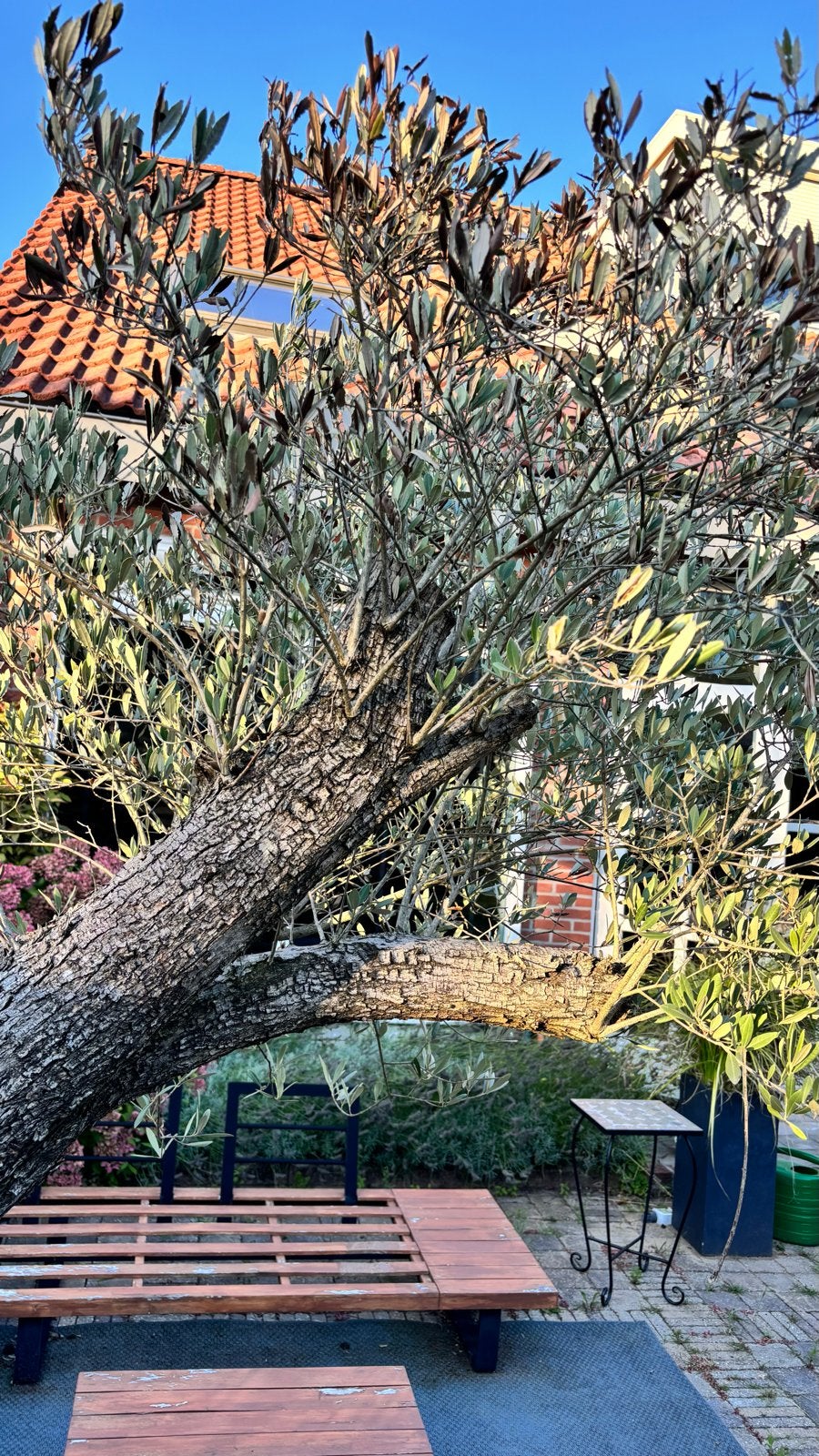 GRATIS: Grote olijfboom in plantenbak, Overige soorten, Volle zon, Vaste plant, Ophalen of Verzenden