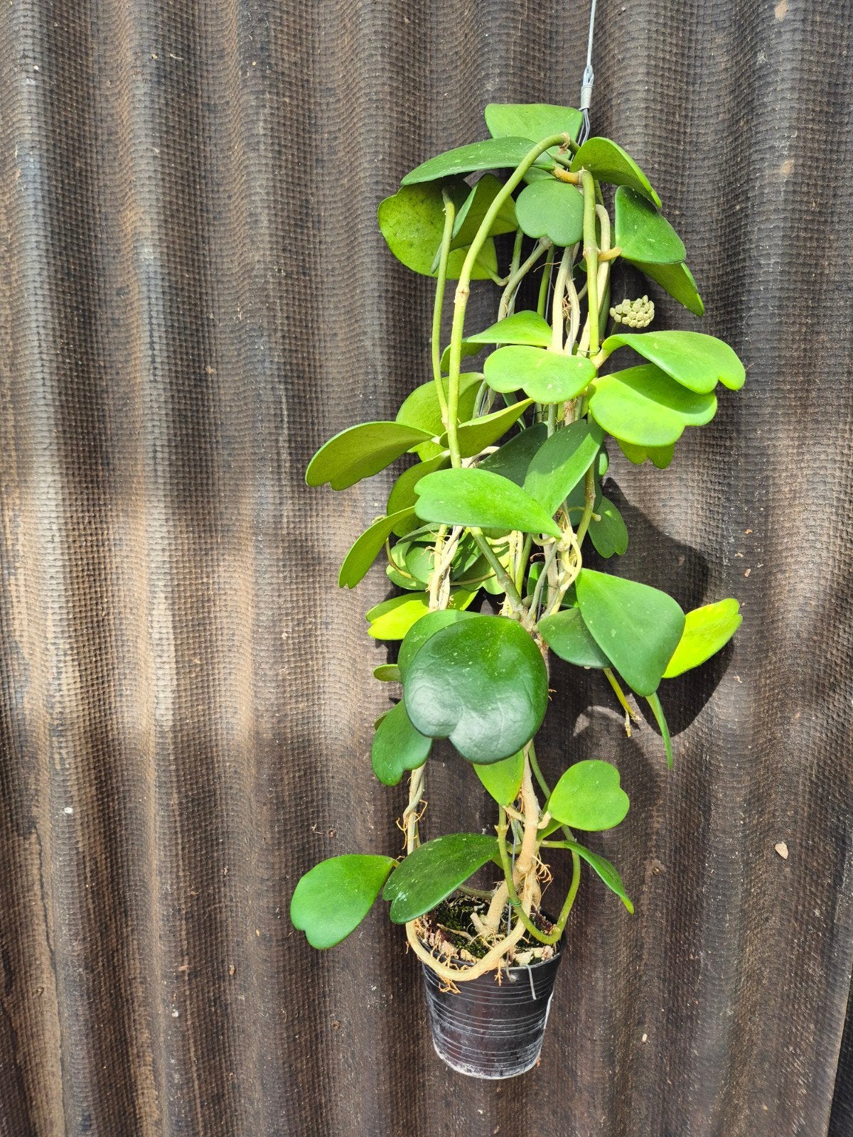 Hoya Kerrii XXL (2)