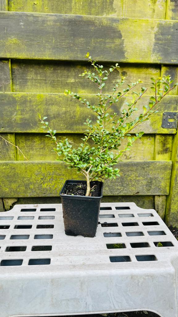 Illix crenata green hedge, Ophalen, Hulst, Haag, Minder dan 100 cm