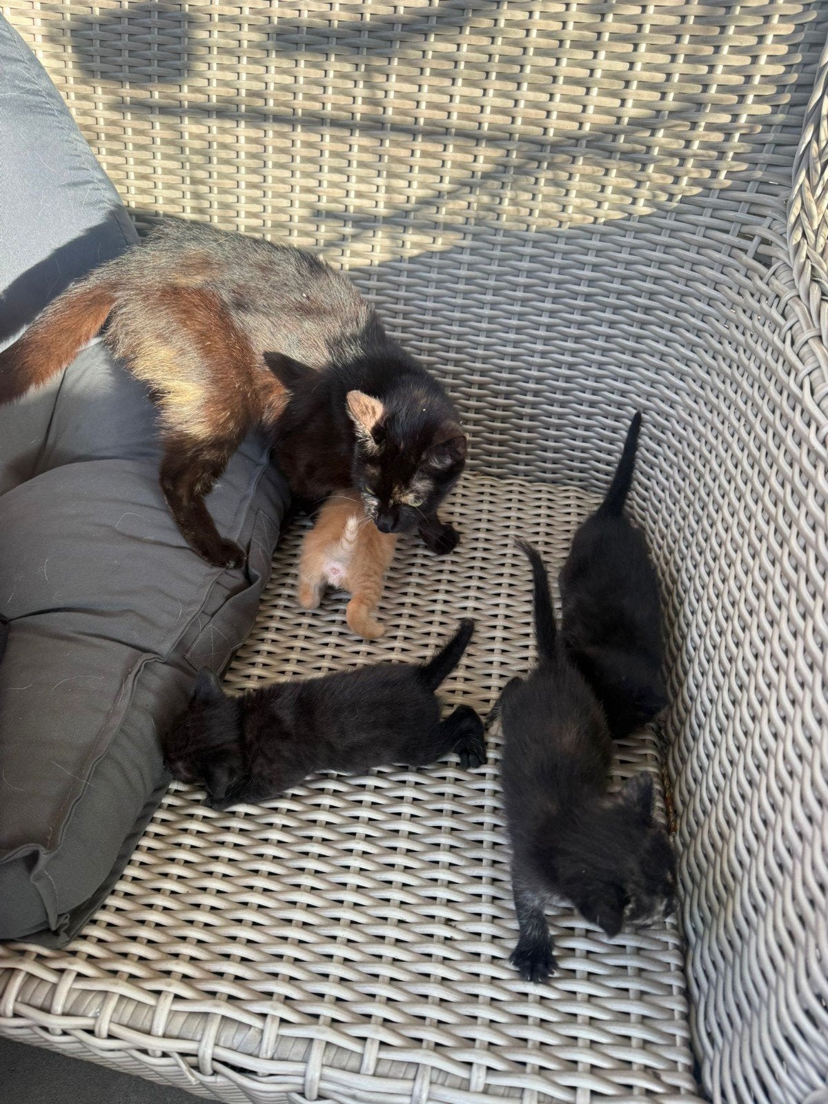 Te koop 2 kittens, Meerdere dieren