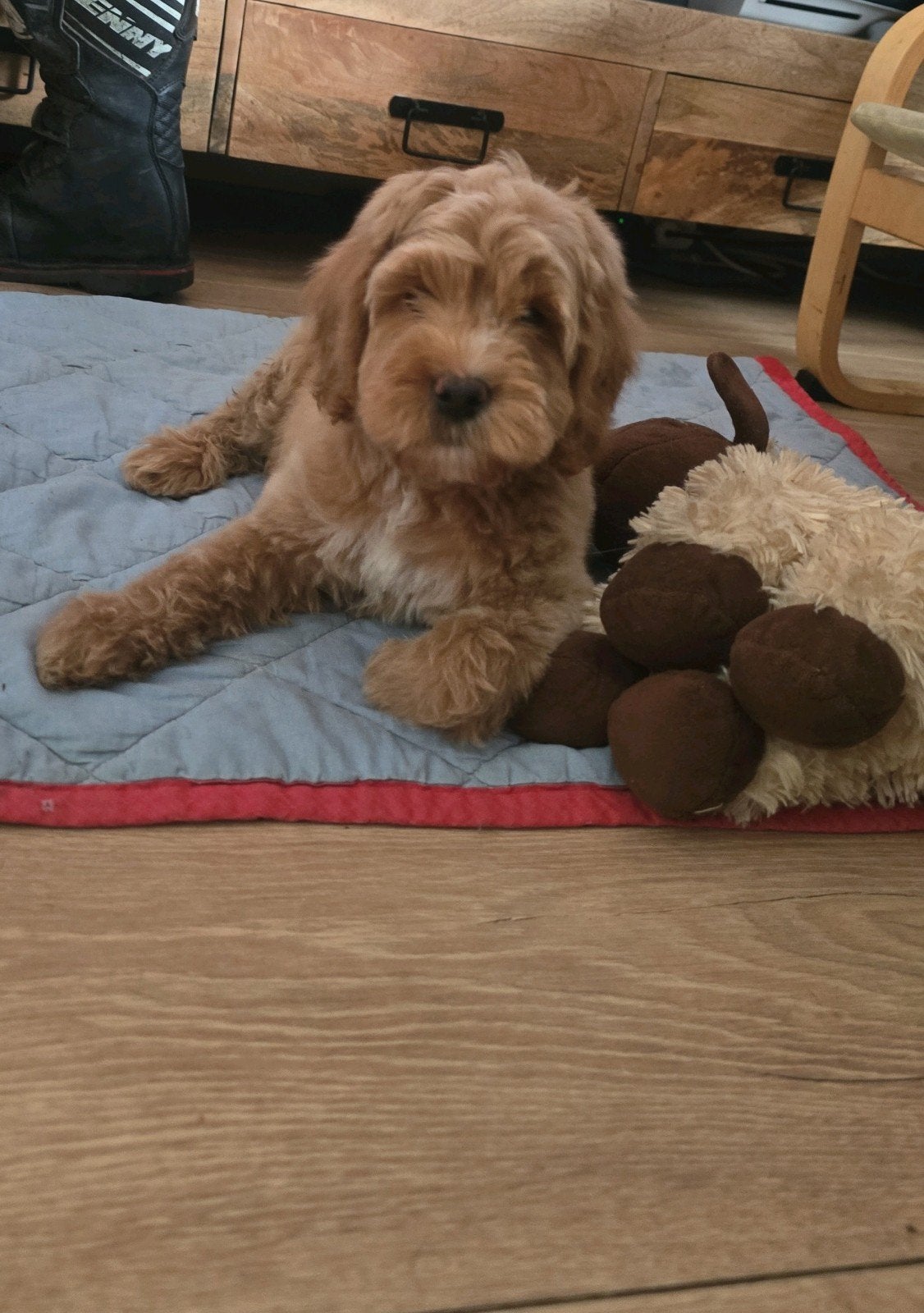 Australian Labradoole pups, 3 reutjes, Dieren en Toebehoren, 8 tot 15 weken, Meerdere, Nederland, Particulier