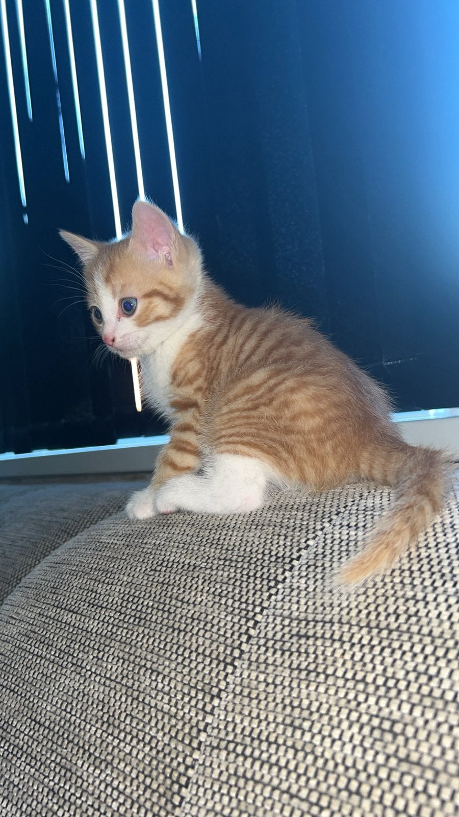 Kittens zoeken gouden mandje, Meerdere dieren