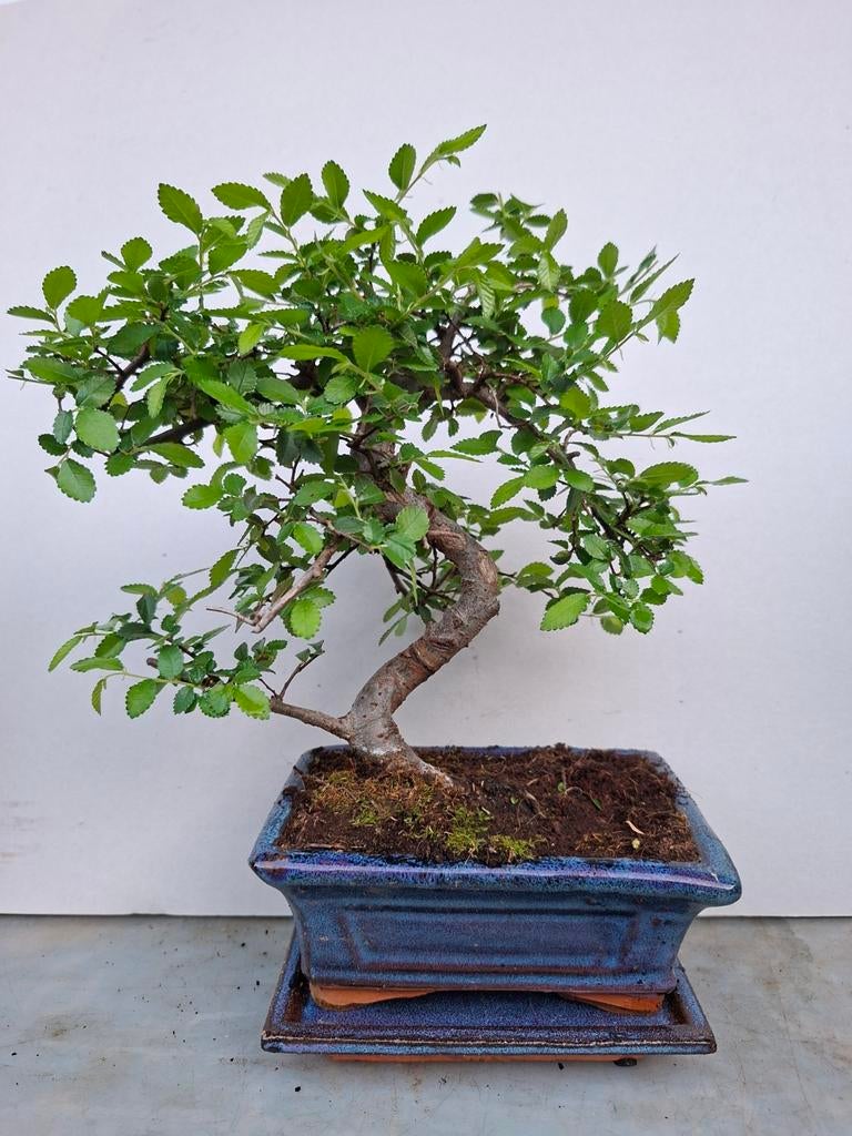 Bonsai, Bloeit niet, Halfschaduw, Minder dan 100 cm, Overige soorten