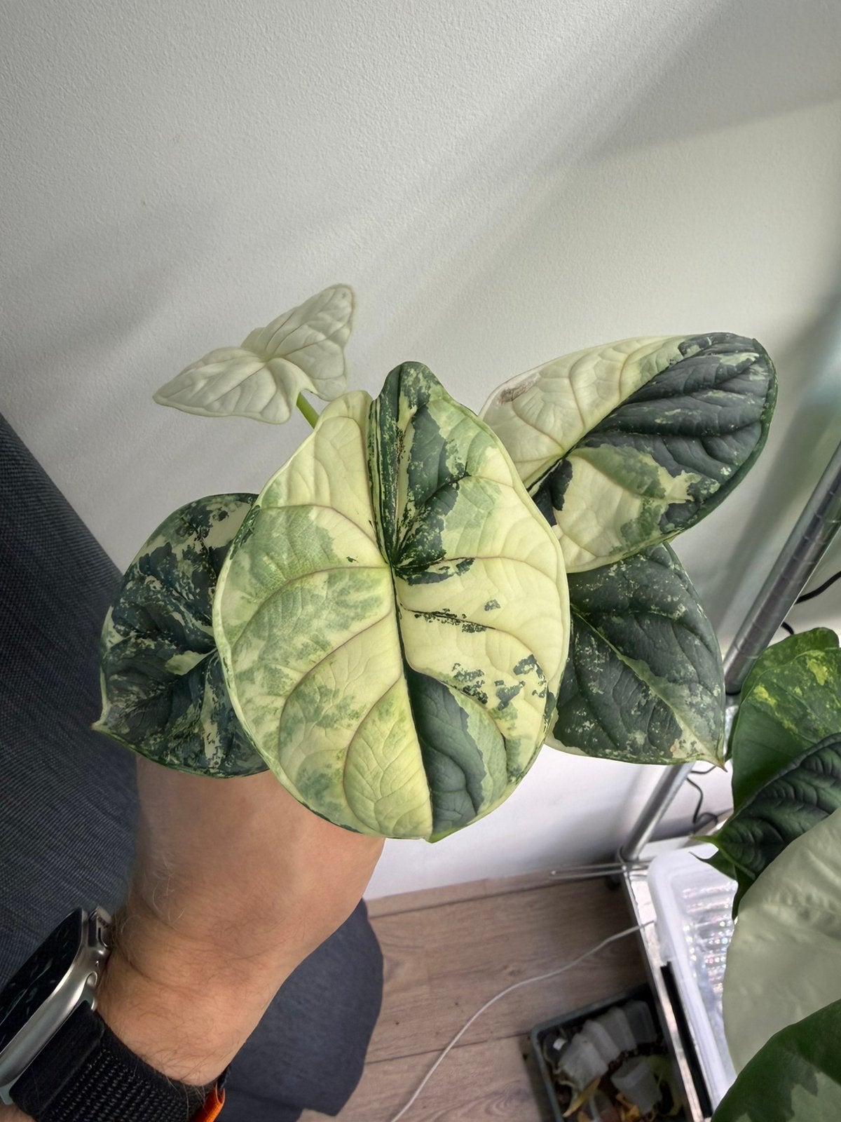 Alocasia silver dragon albo / actieve corm!!, Ophalen of Verzenden, Halfschaduw, Minder dan 100 cm