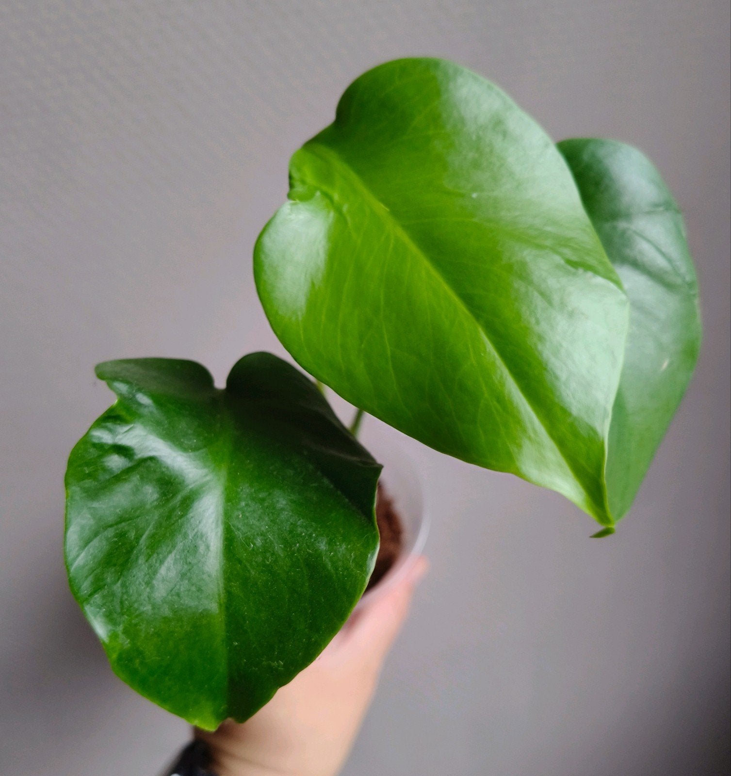 Monstera deliciosa seed grown NOID, Verzenden, Halfschaduw, Minder dan 100 cm
