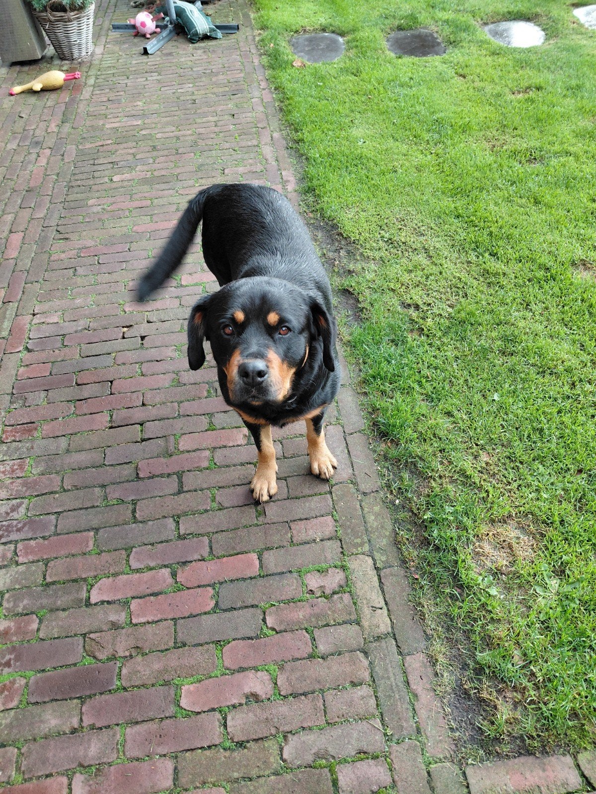 leuke lieve hond, Dieren en Toebehoren, Teef, Groot, Eén hond, CDV (hondenziekte)