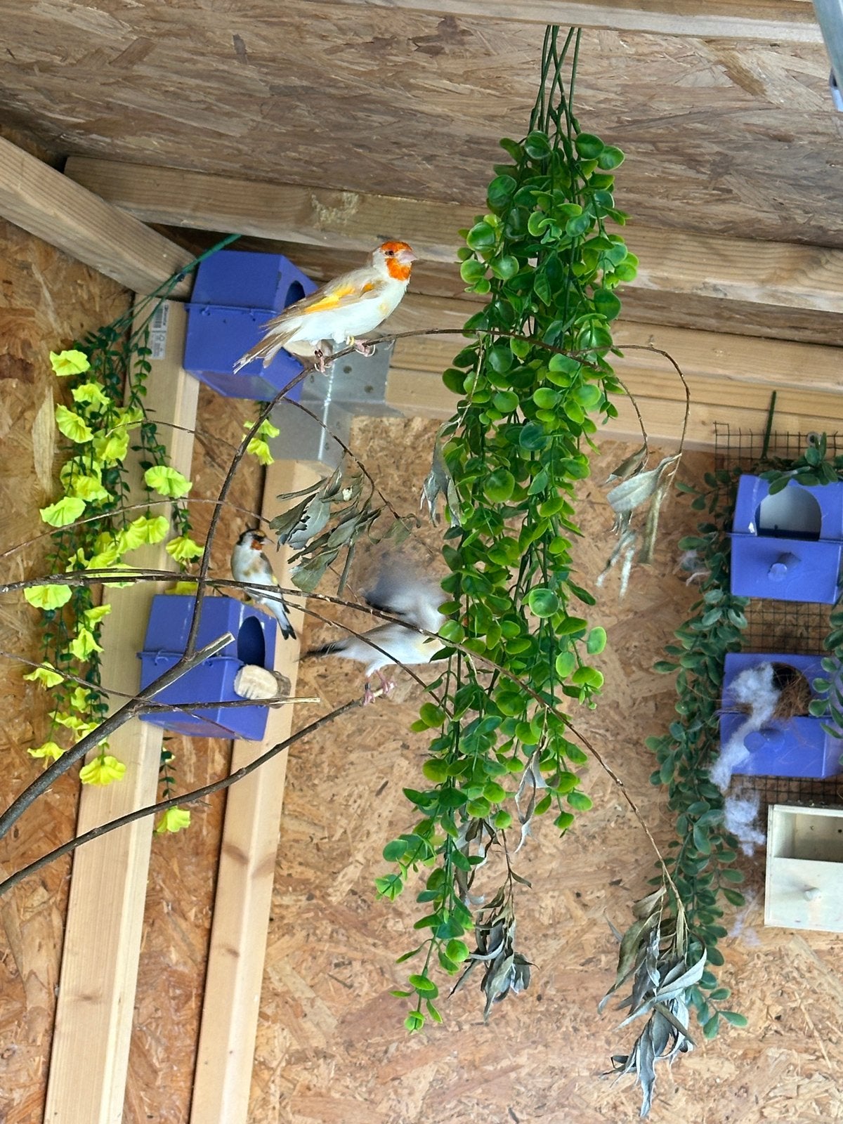 Te koop, mooie vogels, Dieren en Toebehoren, Vogels | Overige Vogels, Meerdere dieren, Wildzangvogel, Geringd