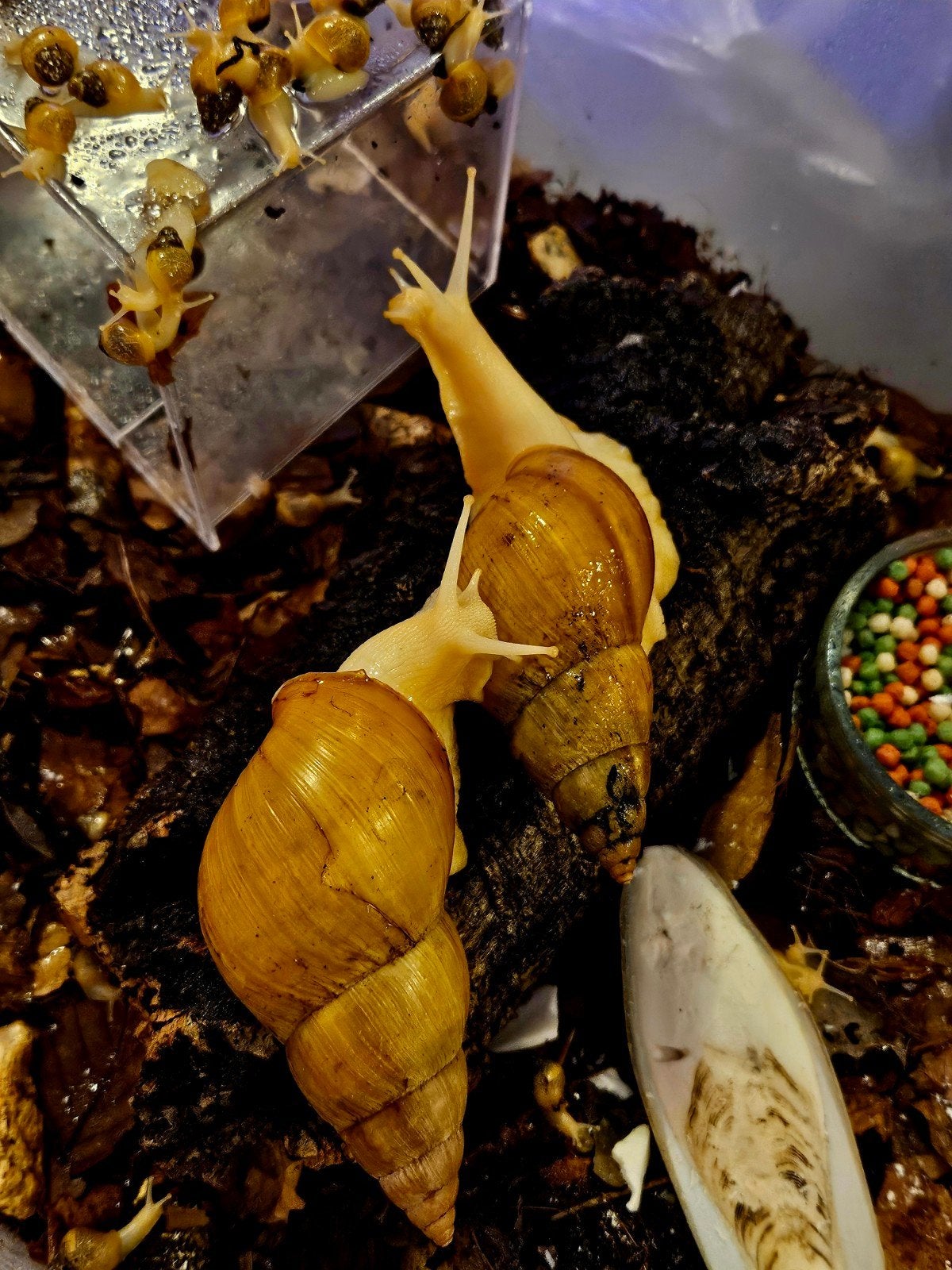Afrikaanse Reuzenslakken - Albino - Achatina Fulica - Slak, Dieren en Toebehoren, Overige soorten