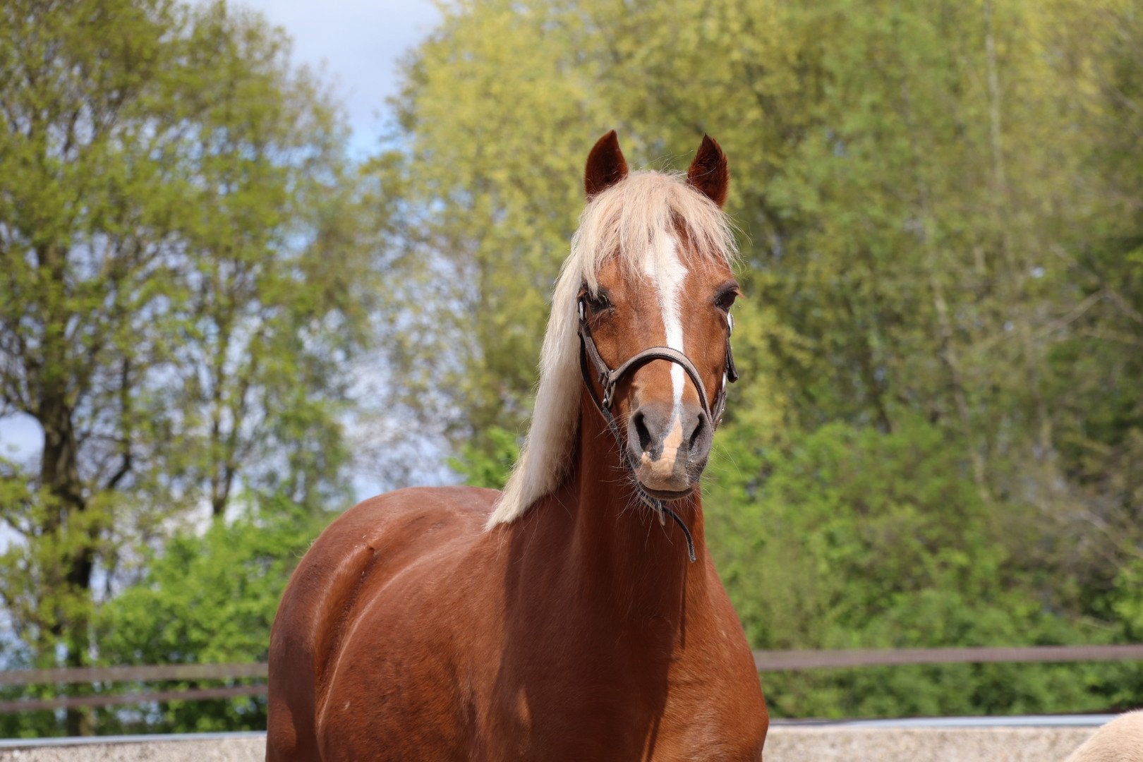 Te koop drachtige welsh B merrie pony, Merrie, Met stamboom, Niet van toepassing, C pony (1.27m tot 1.37m)