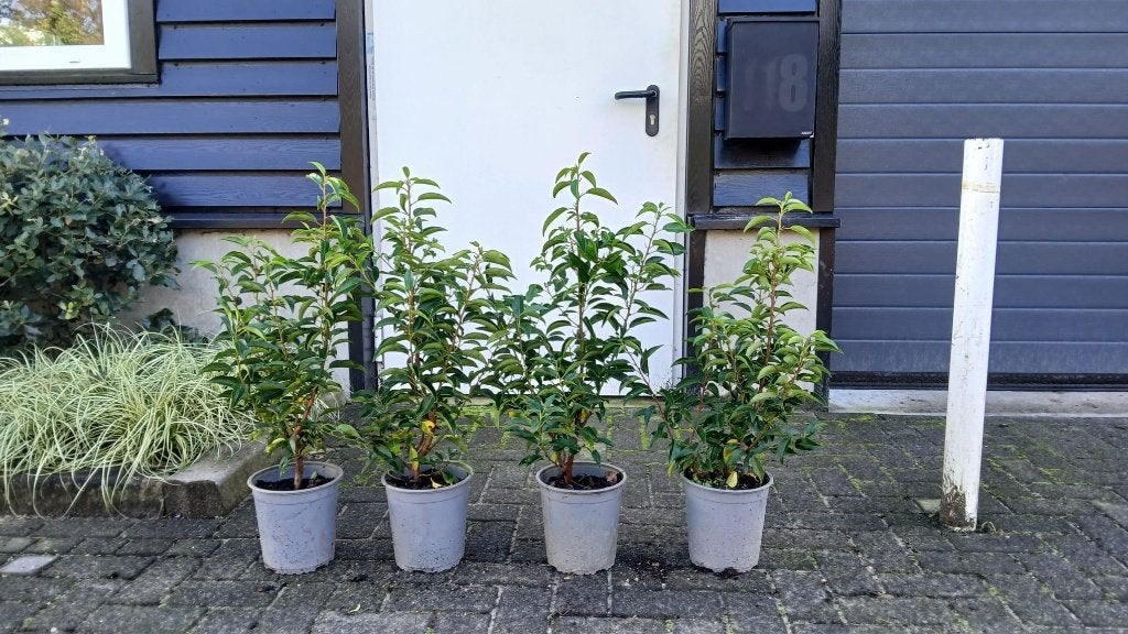 ACTIE!!! Prunus lusitanica 'Angustifolia' 55/60 cm hoog €6,-, Tuin en Terras, Ophalen of Verzenden, Laurier, Haag, Minder dan 100 cm