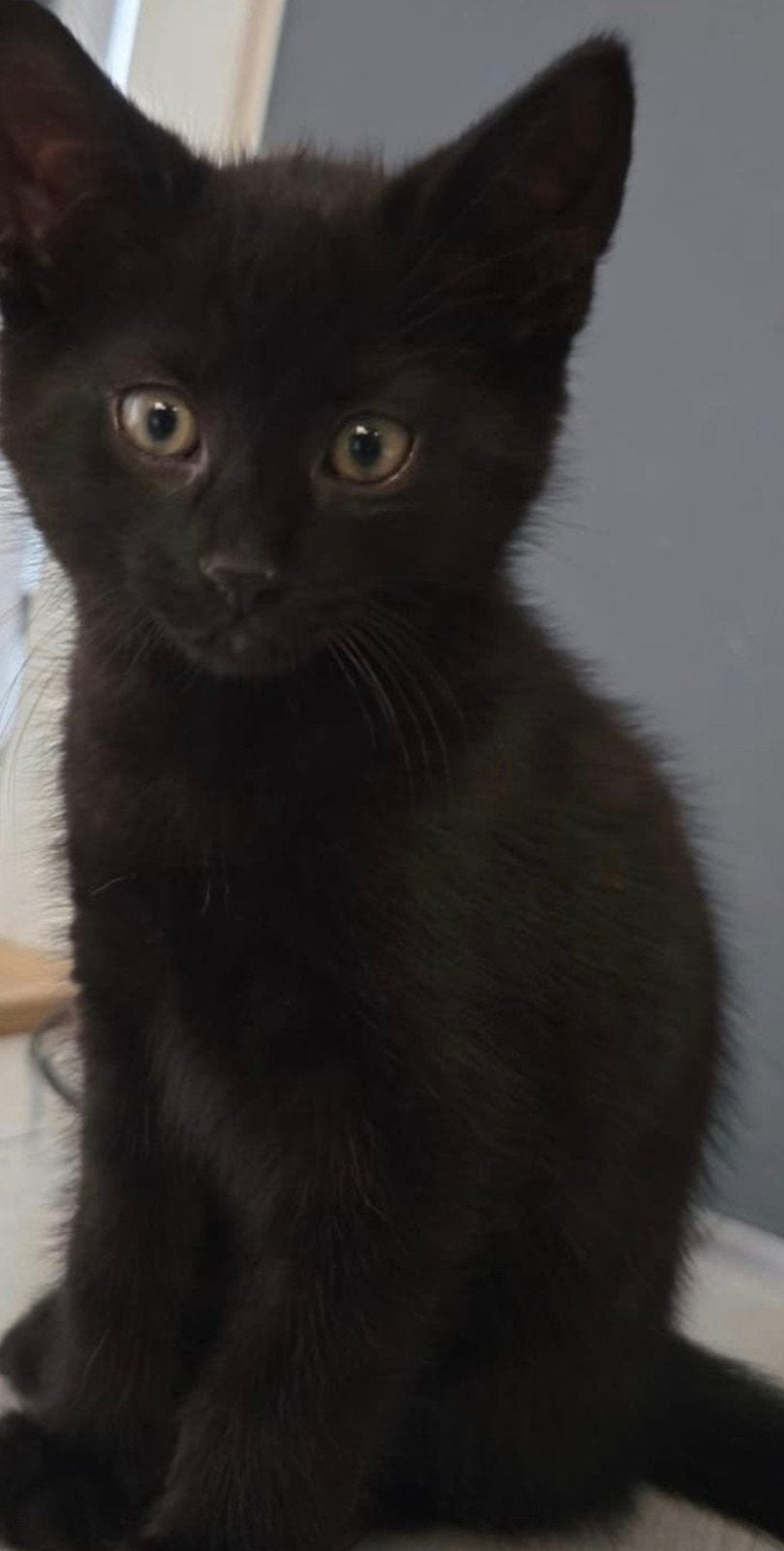 lieve speelse kittens, Dieren en Toebehoren, Katten en Kittens | Raskatten | Langhaar, Kater, 0 tot 2 jaar