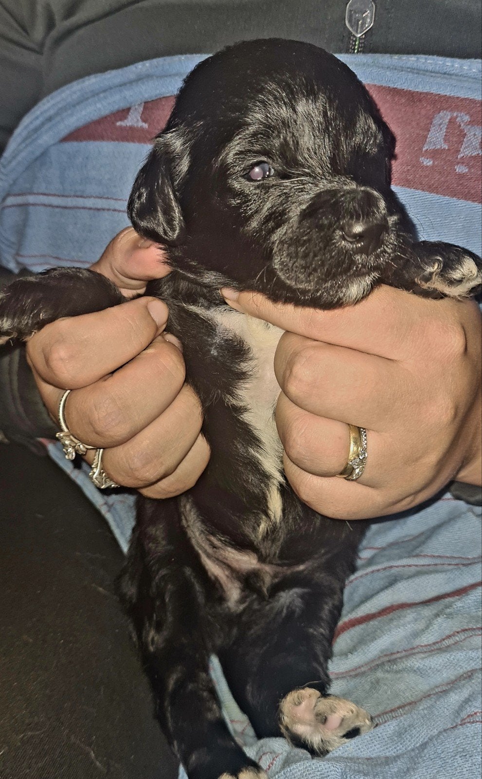 Golden doodle pups, 8 tot 15 weken, Meerdere, Meerdere dieren, Parvo