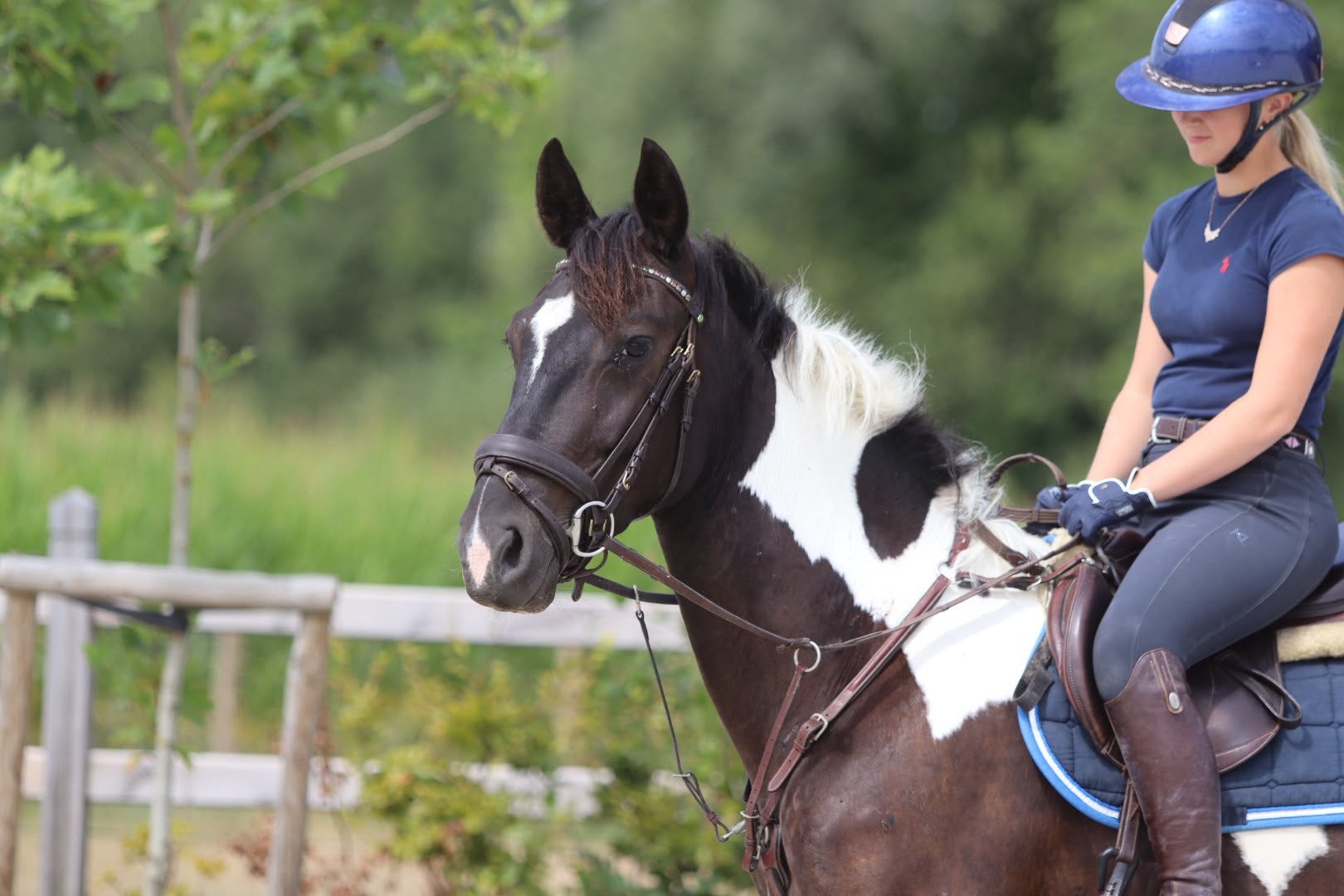 knappe allround merrie met een prachtig barok uiterlijk, Merrie, Minder dan 160 cm, Met stamboom, Zadelmak
