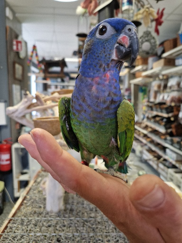 tamme zwartoor pionus, Vrouwelijk, Parkiet, Geringd