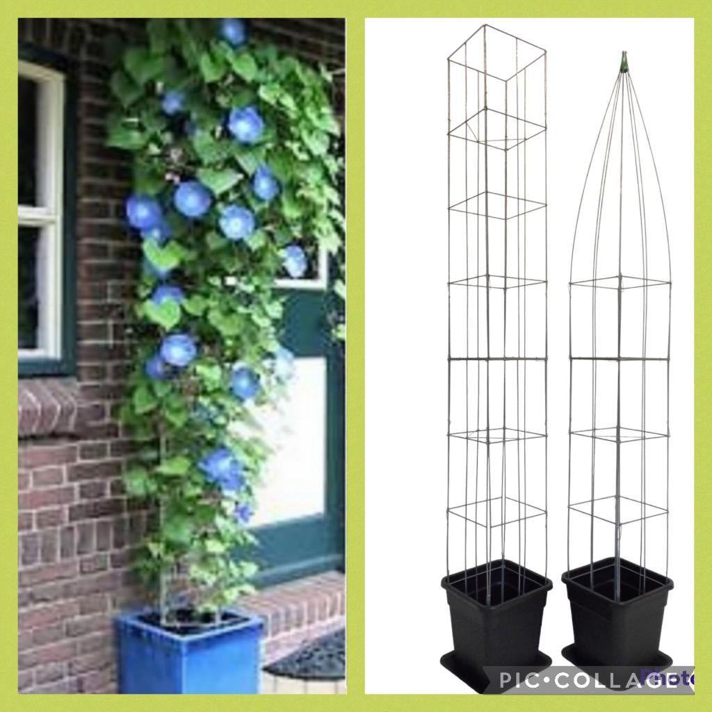 40 modellen draadrekken PLANTENSTEUN klimplantrekken, Overige soorten, Volle zon, Vaste plant, Ophalen of Verzenden