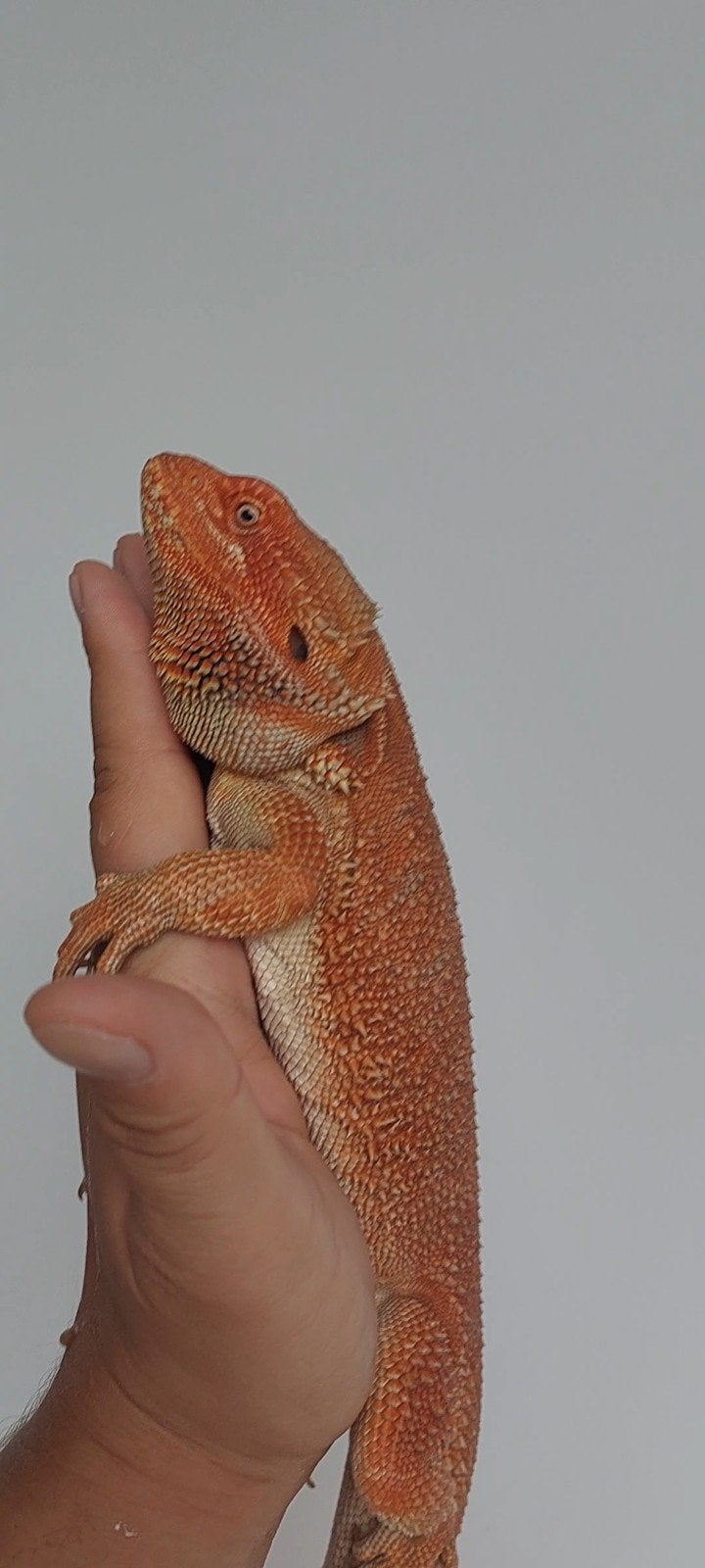 Baardagaam MAN 1 jaar oud Bearded Dragon - male for sale from Selerusker