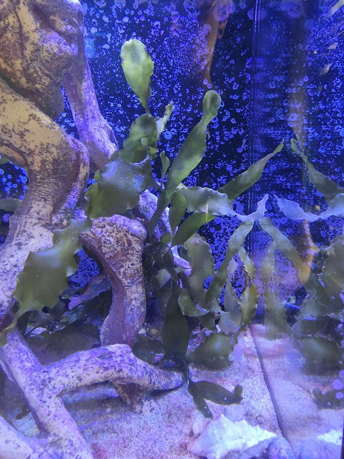 Caulerpa zeewier zoutwater, Dieren en Toebehoren, Ophalen