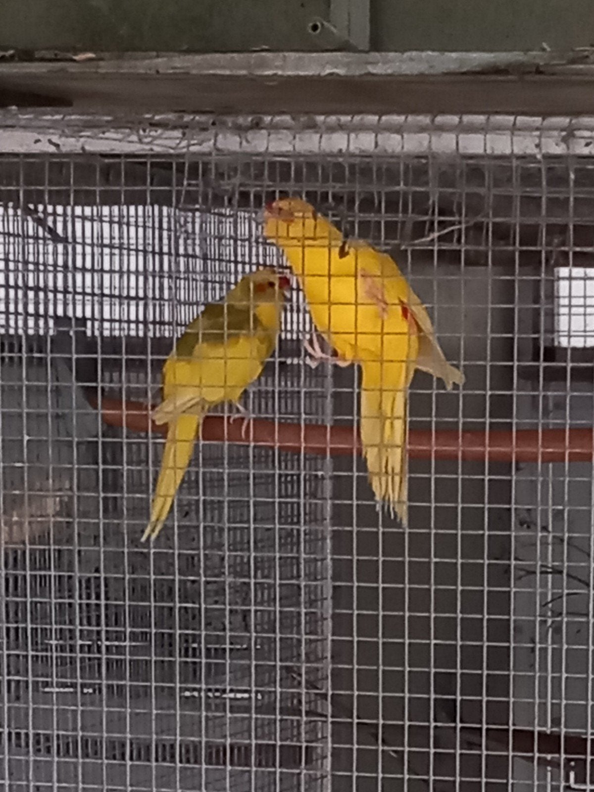 kakariki, Dieren en Toebehoren, Meerdere dieren, Parkiet, Geringd