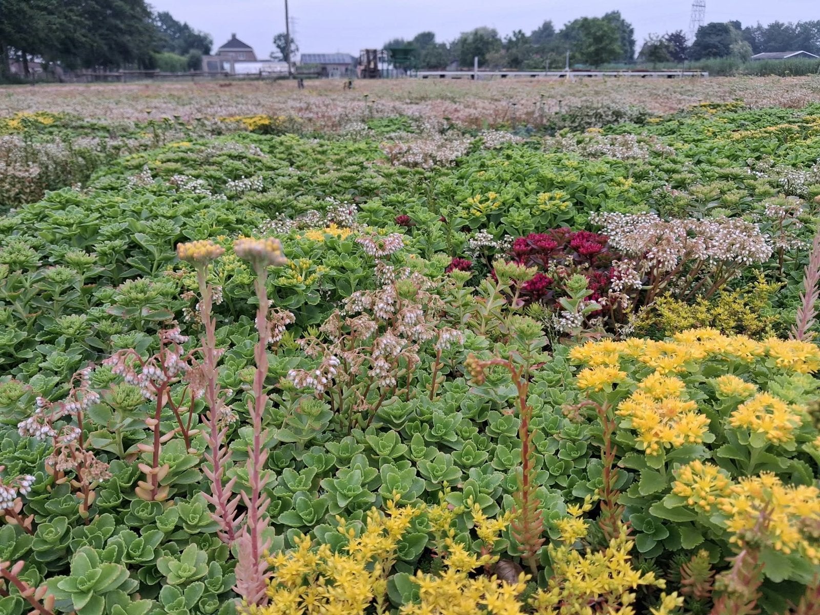 Ecologische Sedumtray - Regenbuffer & Groendak, Ophalen, Bodembedekkers, Volle zon, Vaste plant
