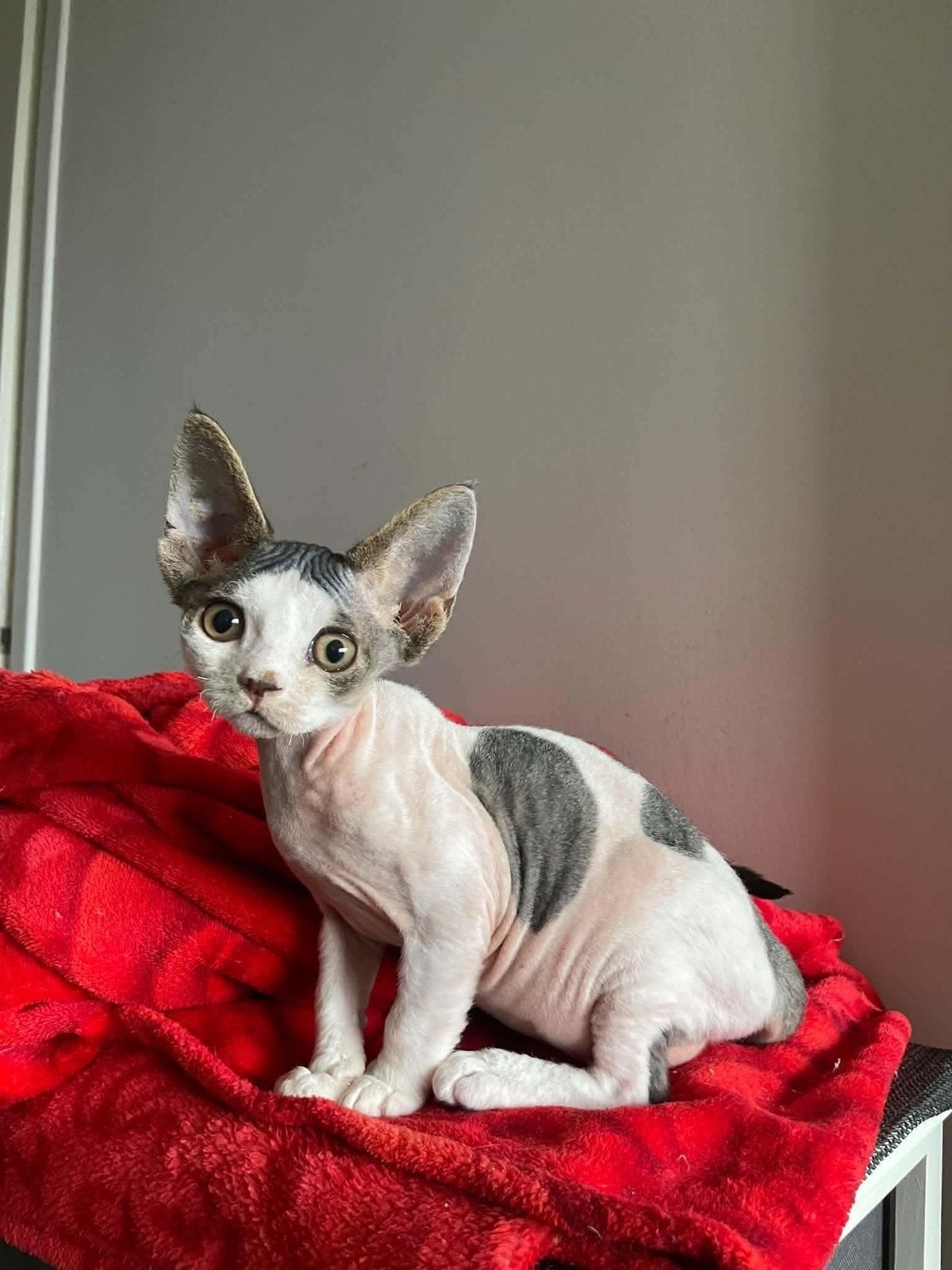 Foto 3 van Devon Rex Kitten