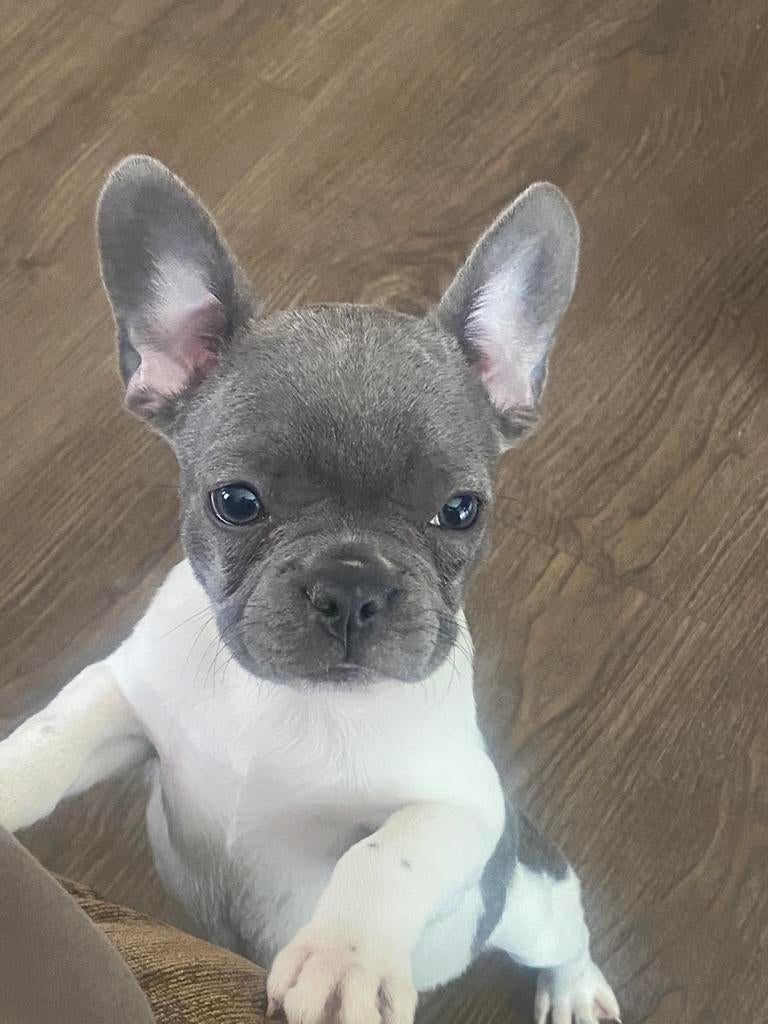 Franse Bulldog pups met stamboom 🐶🐾, Dieren en Toebehoren, Honden | Bulldogs, Pinschers en Molossers, 8 tot 15 weken, Parvo