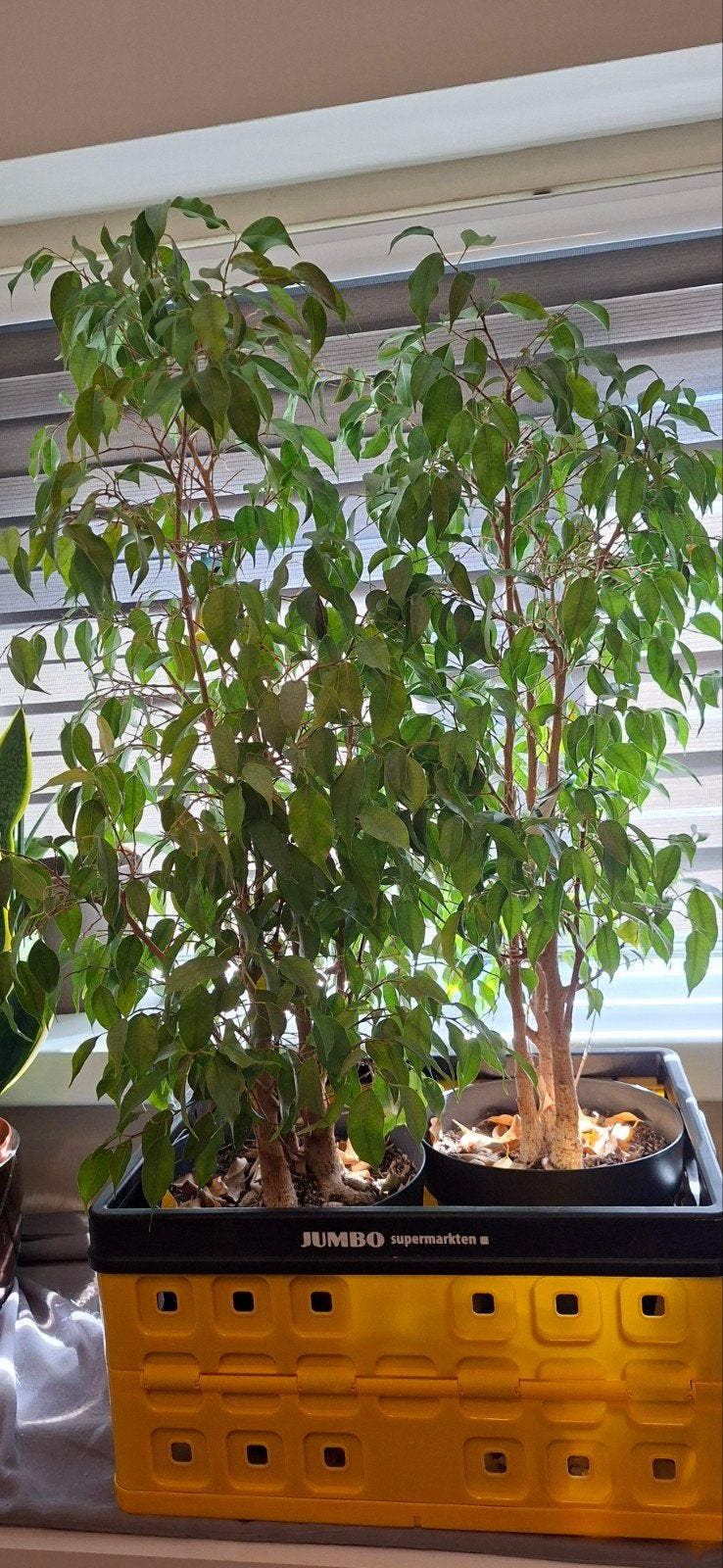 ficus, Ophalen, Volle zon, Overige soorten