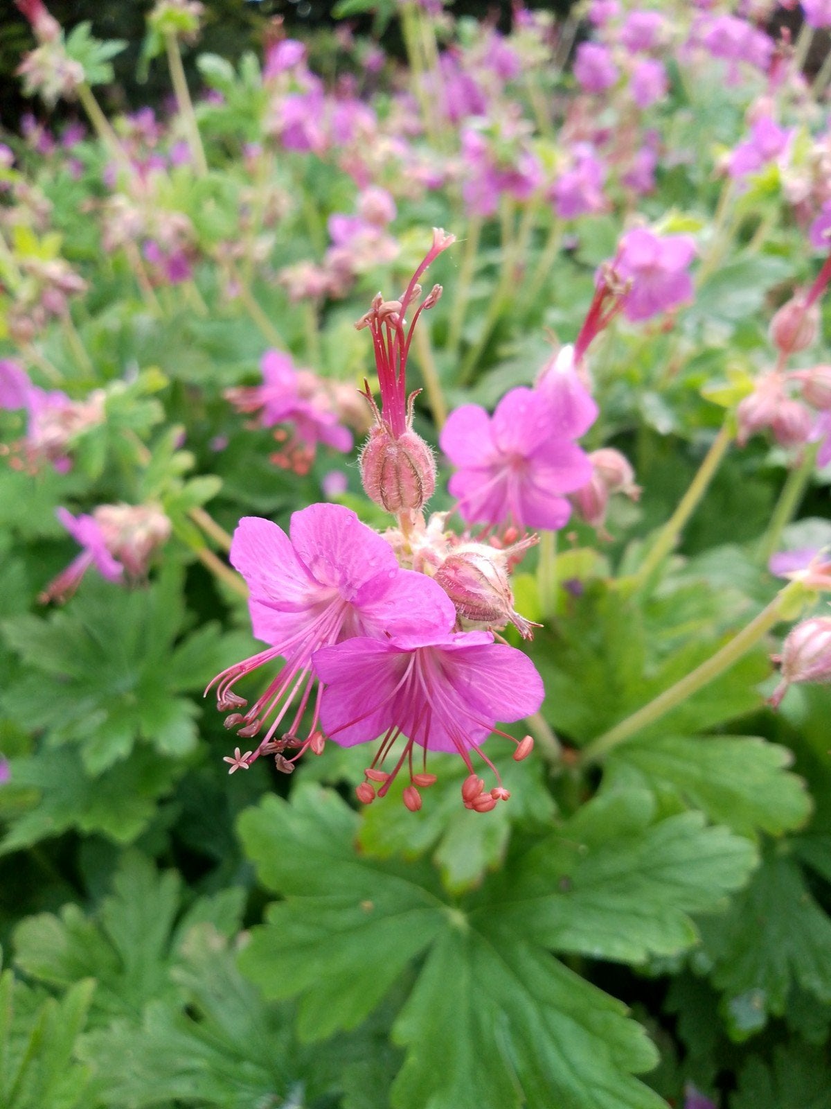 Ooievaarsbek, vaste plant, vaste geranium, bio, Ophalen, Bodembedekkers, Vaste plant, Halfschaduw
