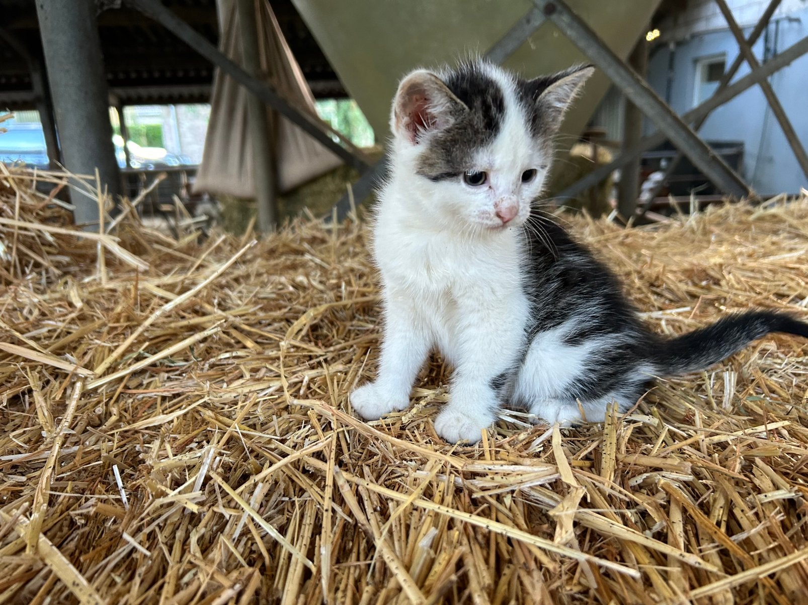 8 schattige Boederij kittens, Meerdere dieren, 0 tot 2 jaar