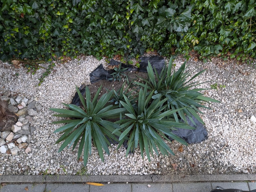 5 winterharde Yucca's / palmlelies + jonge uitlopers, Tuin en Terras, Volle zon, Vaste plant, Zomer, Ophalen
