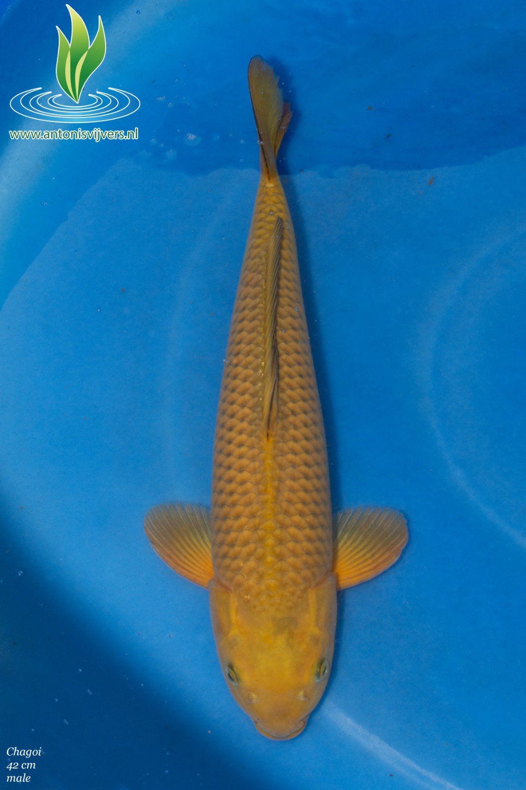 Chagoi, Karper of Koi