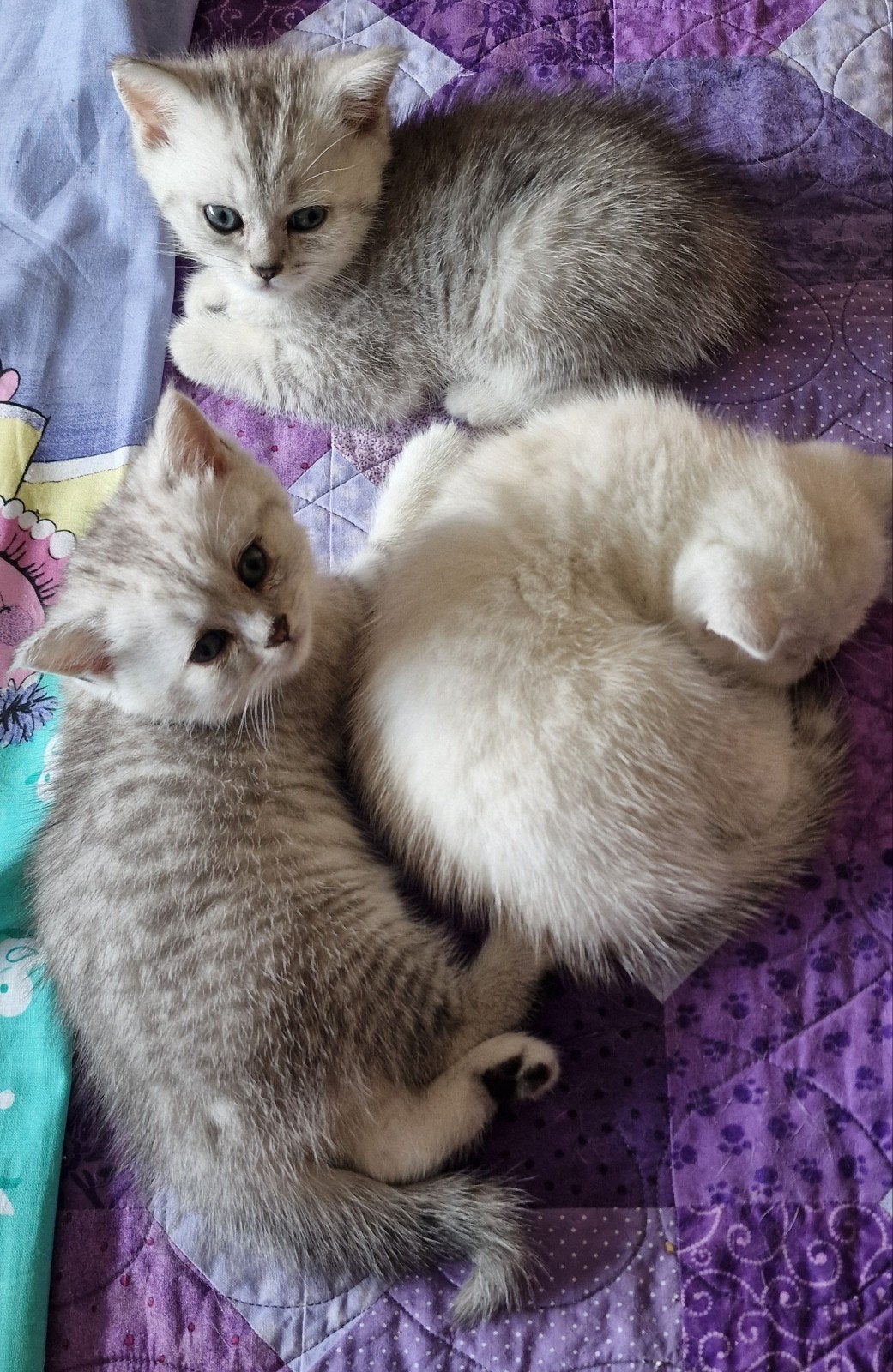 Raszuivere Britse korthaar kittens, Dieren en Toebehoren, Meerdere dieren, Ontwormd, 0 tot 2 jaar