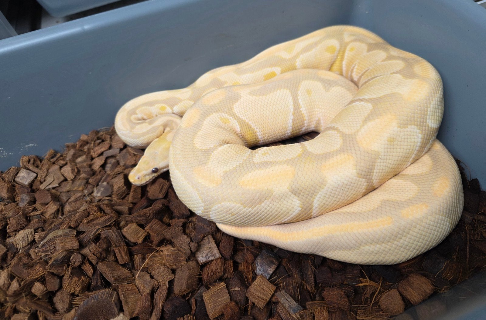 Candy ️ bewezen kweekdame Python regius, Dieren en Toebehoren, Slang, 3 tot 6 jaar
