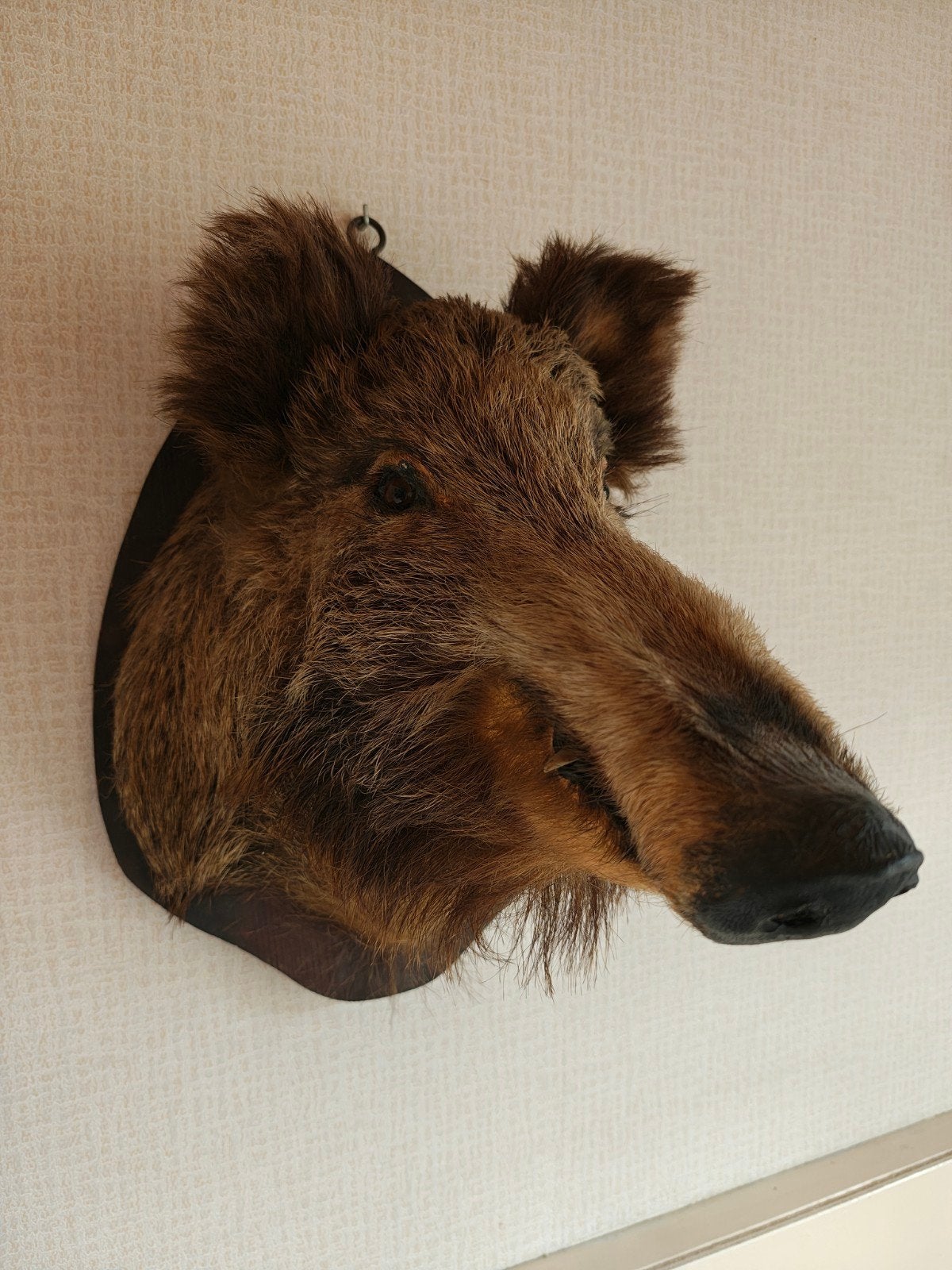 Kop wild zwijn, Verzamelen, Dierenverzamelingen, Ophalen