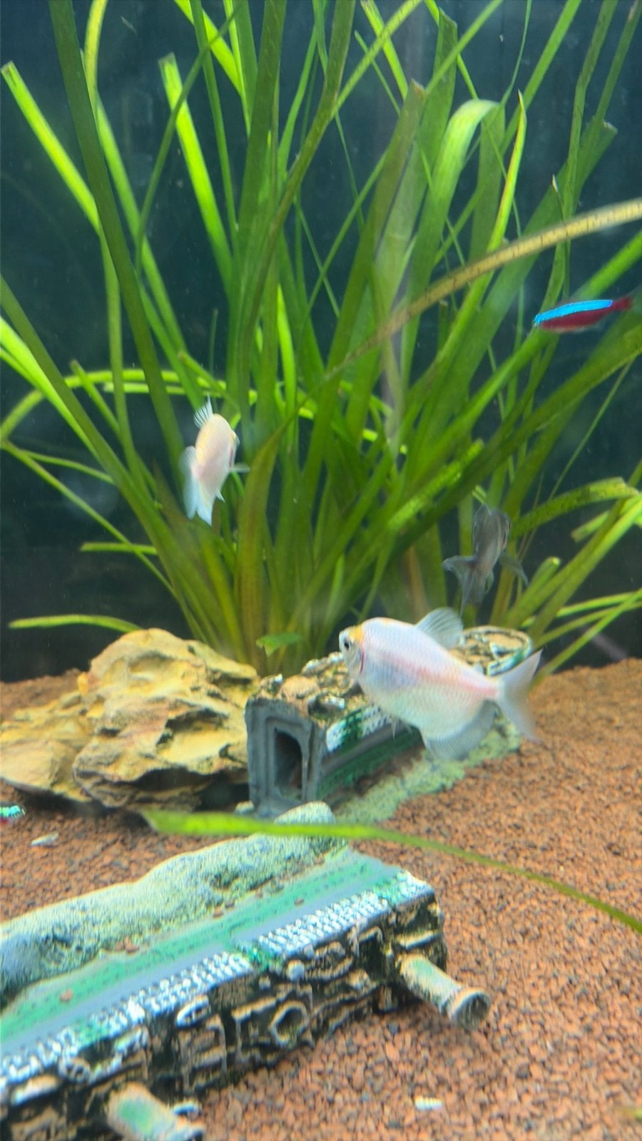 3x zwarte terra 2x witte tetra, Vis