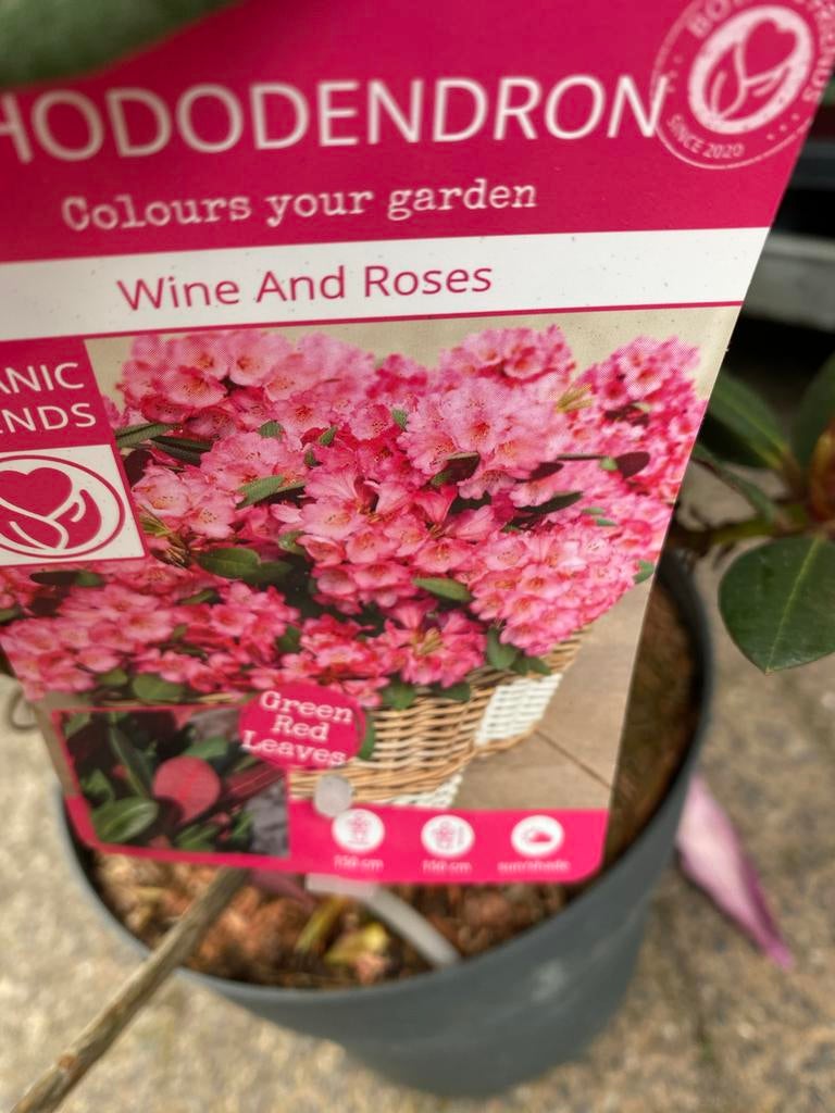 Rhododendron 'Wine And Roses' - Prachtige Roze Bloemen, Vaste plant, Halfschaduw, Lente, Ophalen