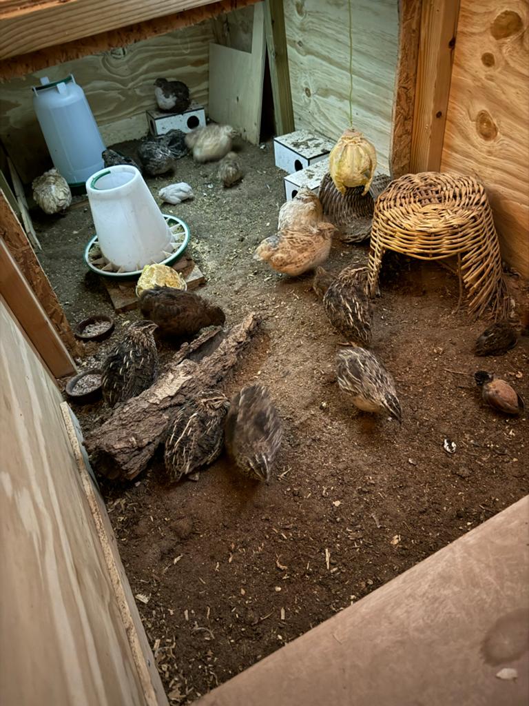 Japanse en chinse kwartel hennen en hanen, Dieren en Toebehoren, Pluimvee, Overige soorten, Meerdere dieren
