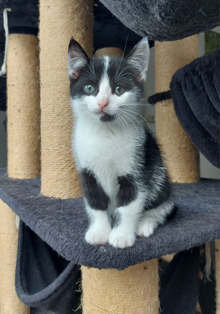 2 lieve kittens te koop, Dieren en Toebehoren, Poes, Kortharig, 0 tot 2 jaar