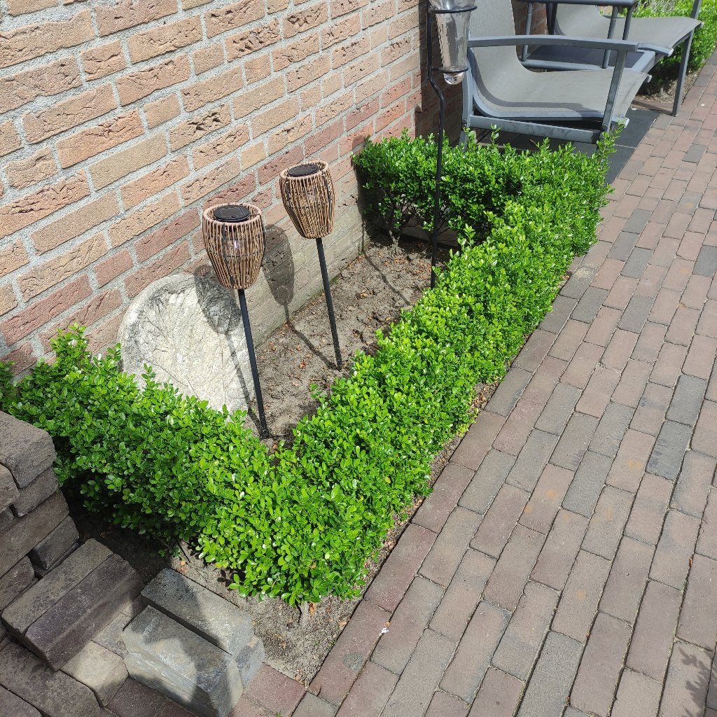 ilex 6.5 meter ( japanse hulst), Vaste plant, Bloeit niet, Halfschaduw, Ophalen