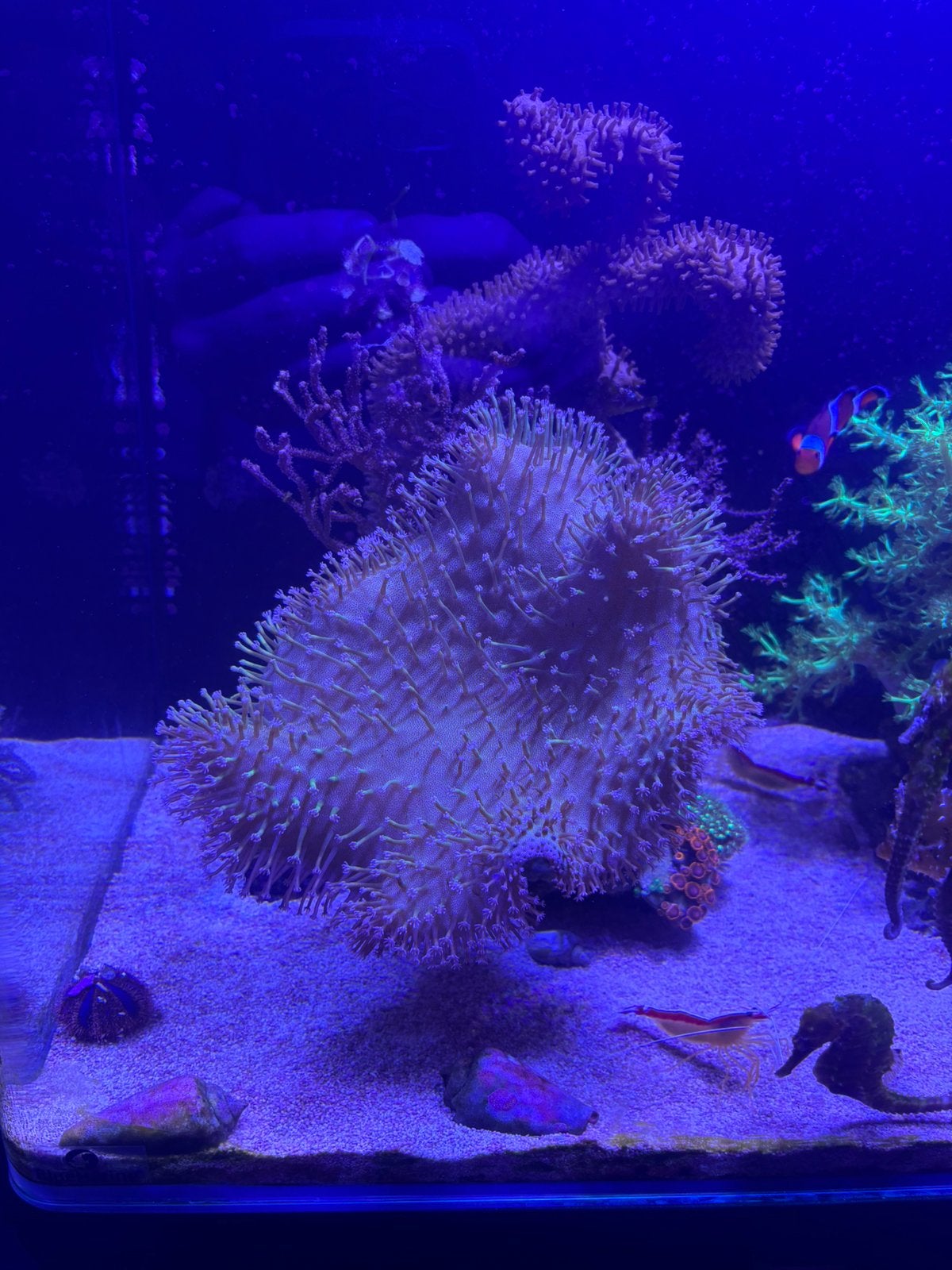 Lederkoralen te koop/ruil, Dieren en Toebehoren, Vissen | Aquariumvissen, Vis