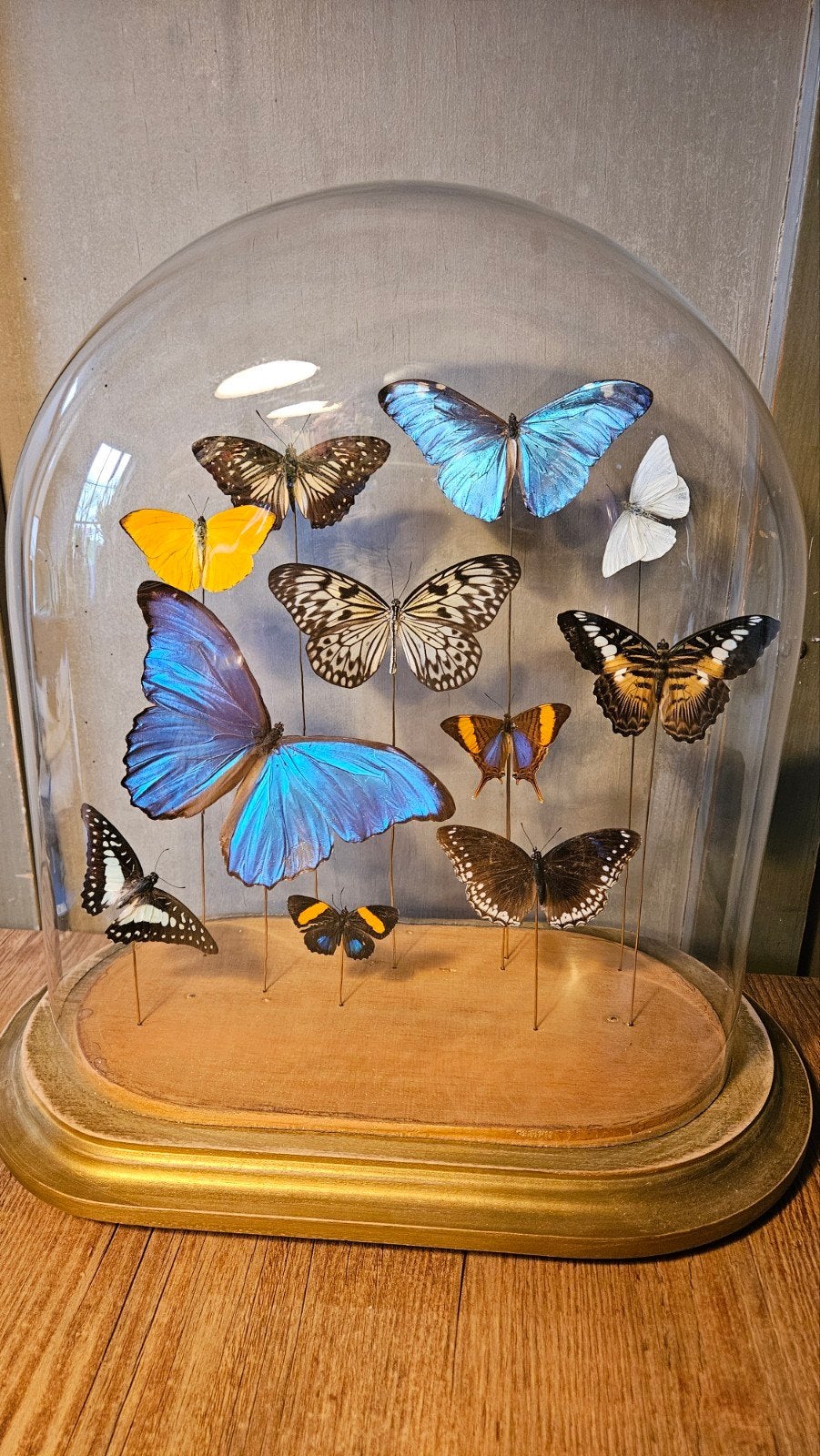 Unieke vlinder stolp - handwerk (35x40 cm), Ophalen, Nieuw, Insect, Opgezet dier