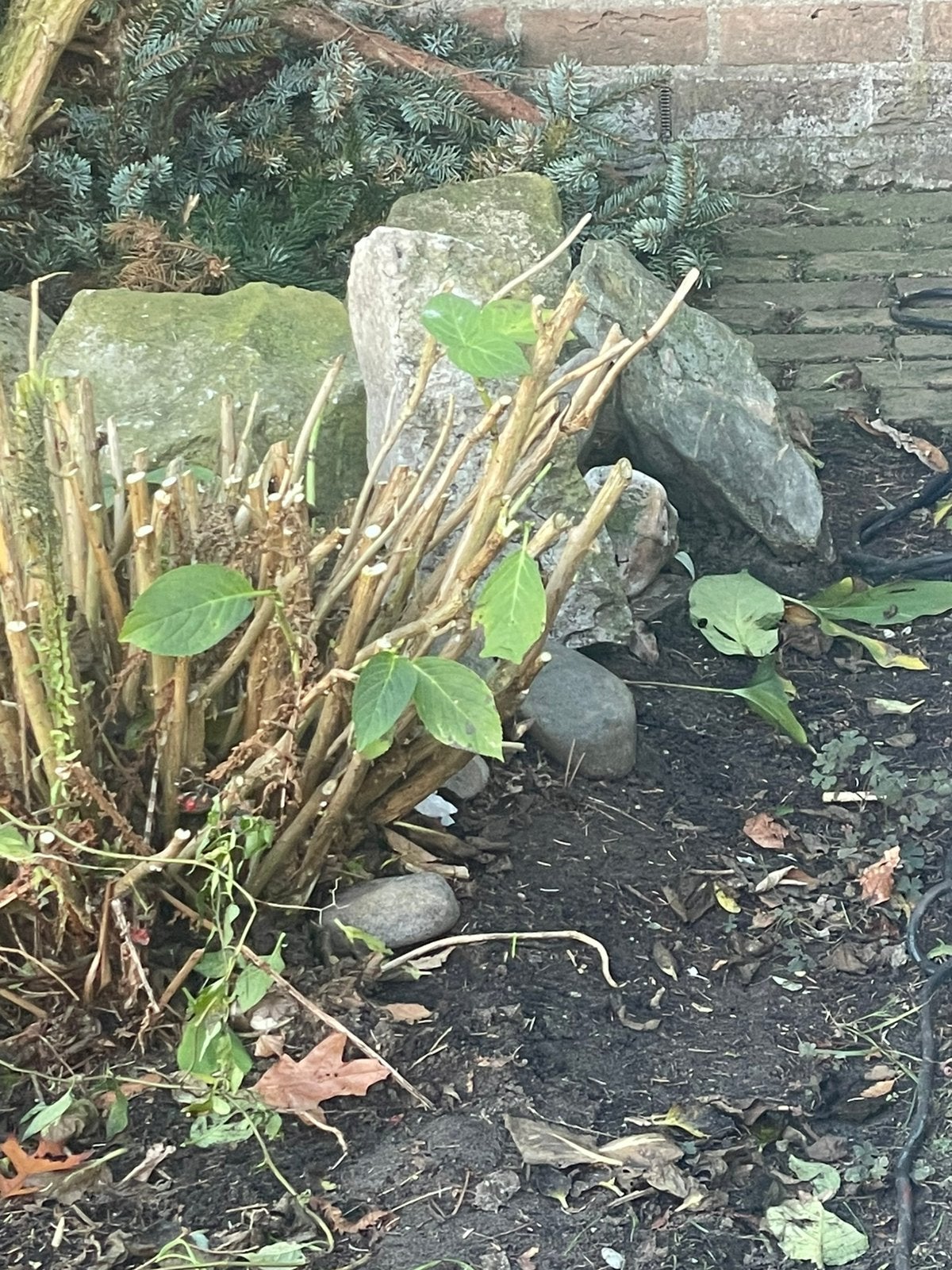 Rotsen voor rond om een vijver., Tuin en Terras, Ophalen