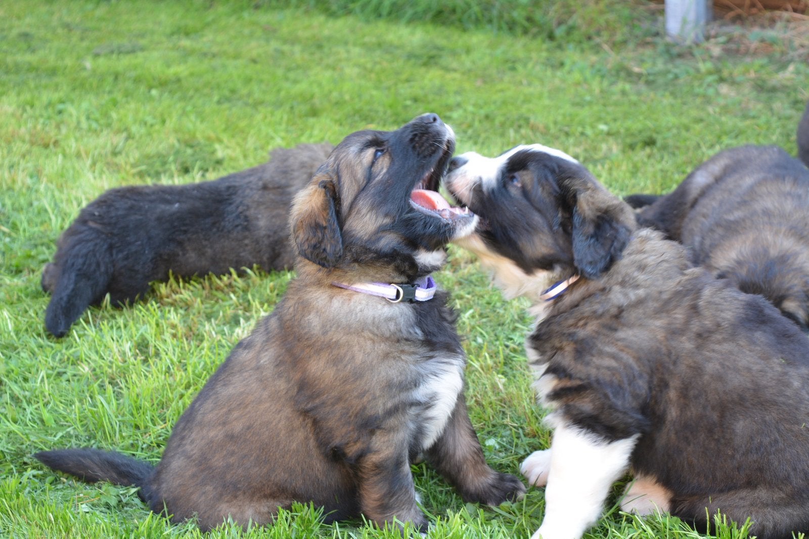 Leonberger kruising pups - LAATSTE REUTJE - berghond puppy’s, Dieren en Toebehoren, CDV (hondenziekte), 8 tot 15 weken, Groot