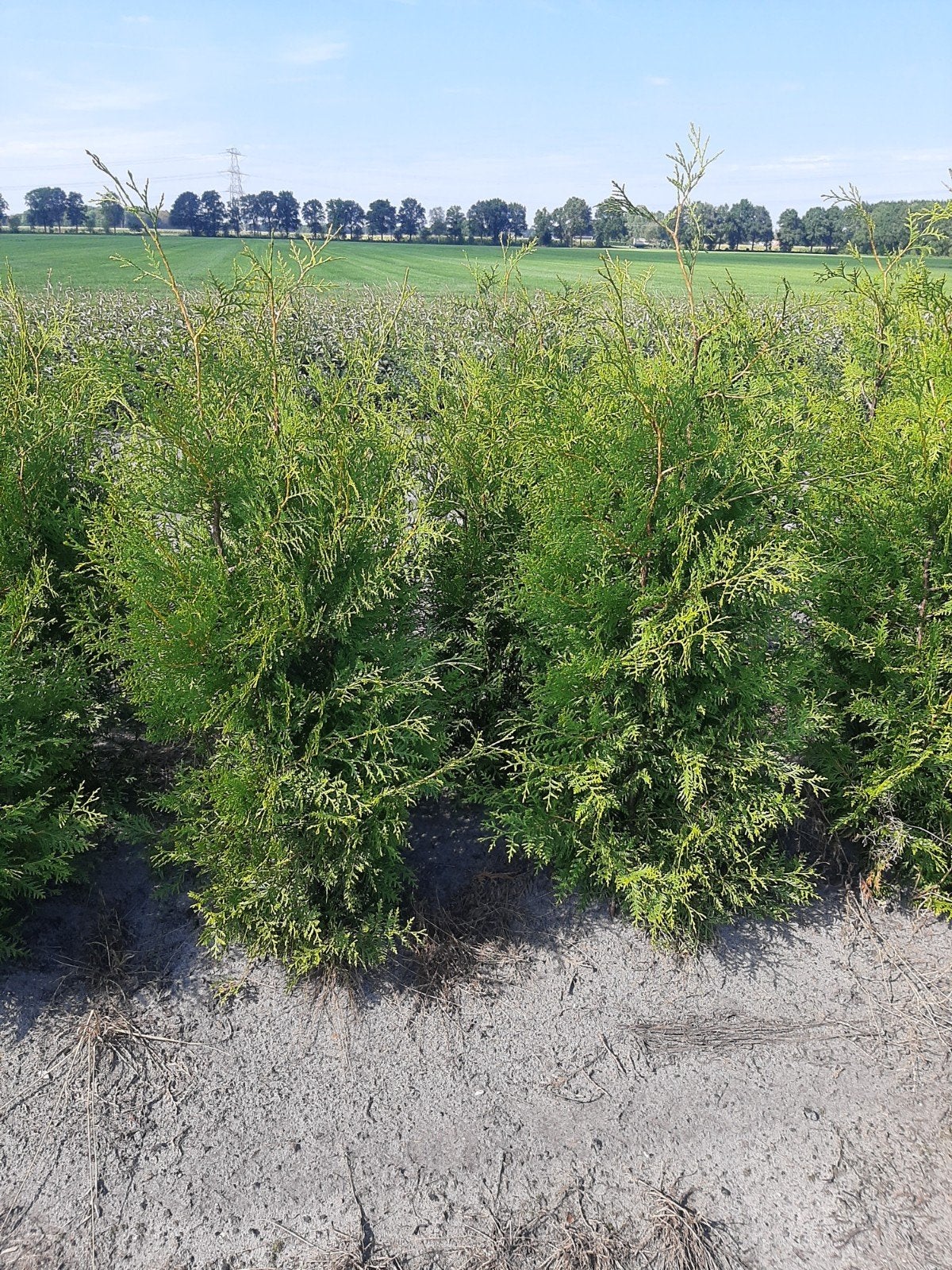 Thuja Brabant 100/120cm - Groene Conifeer, Ophalen