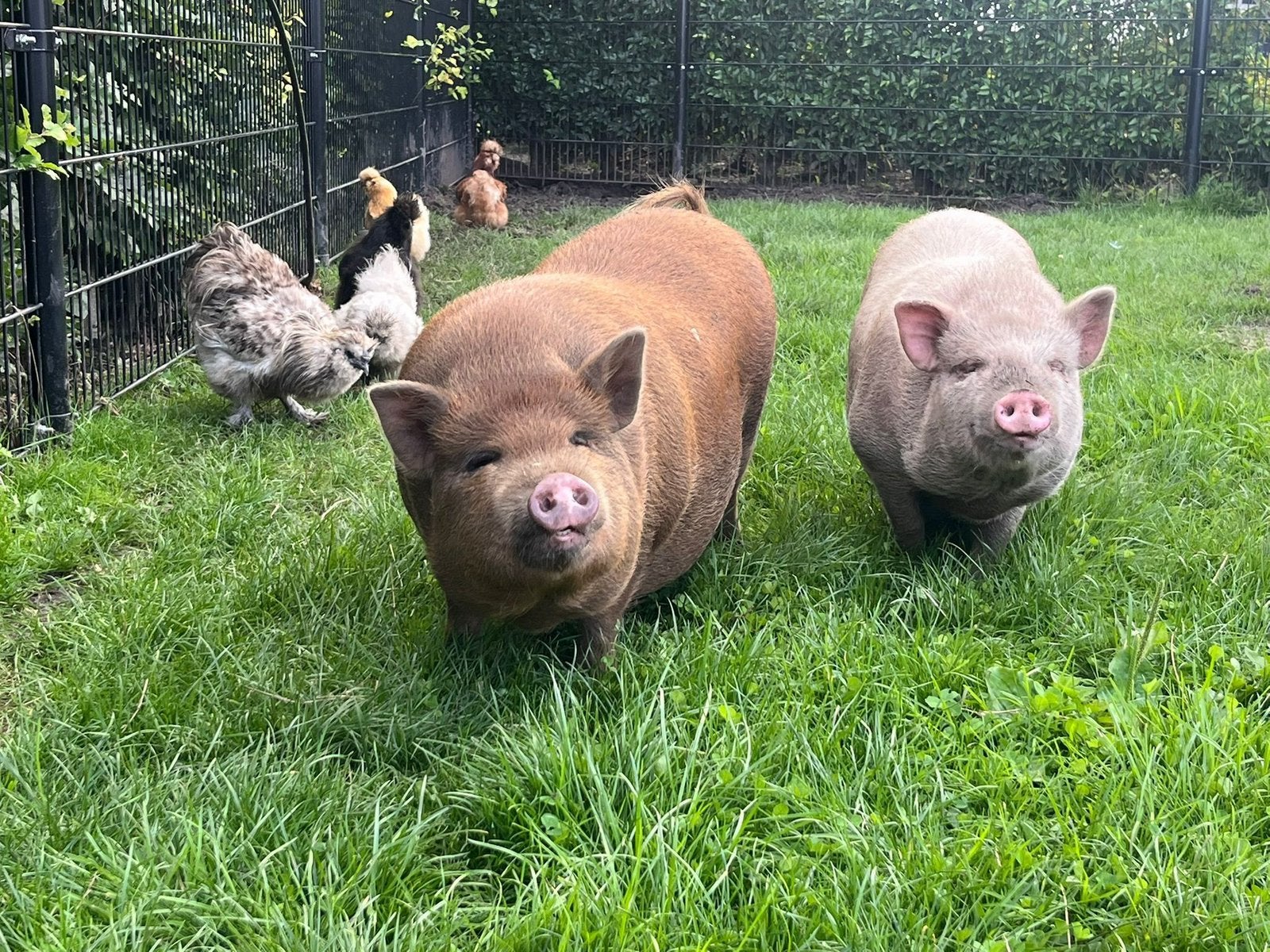 2 minivarkens (2x beer), Dieren en Toebehoren, Mannelijk, Varken