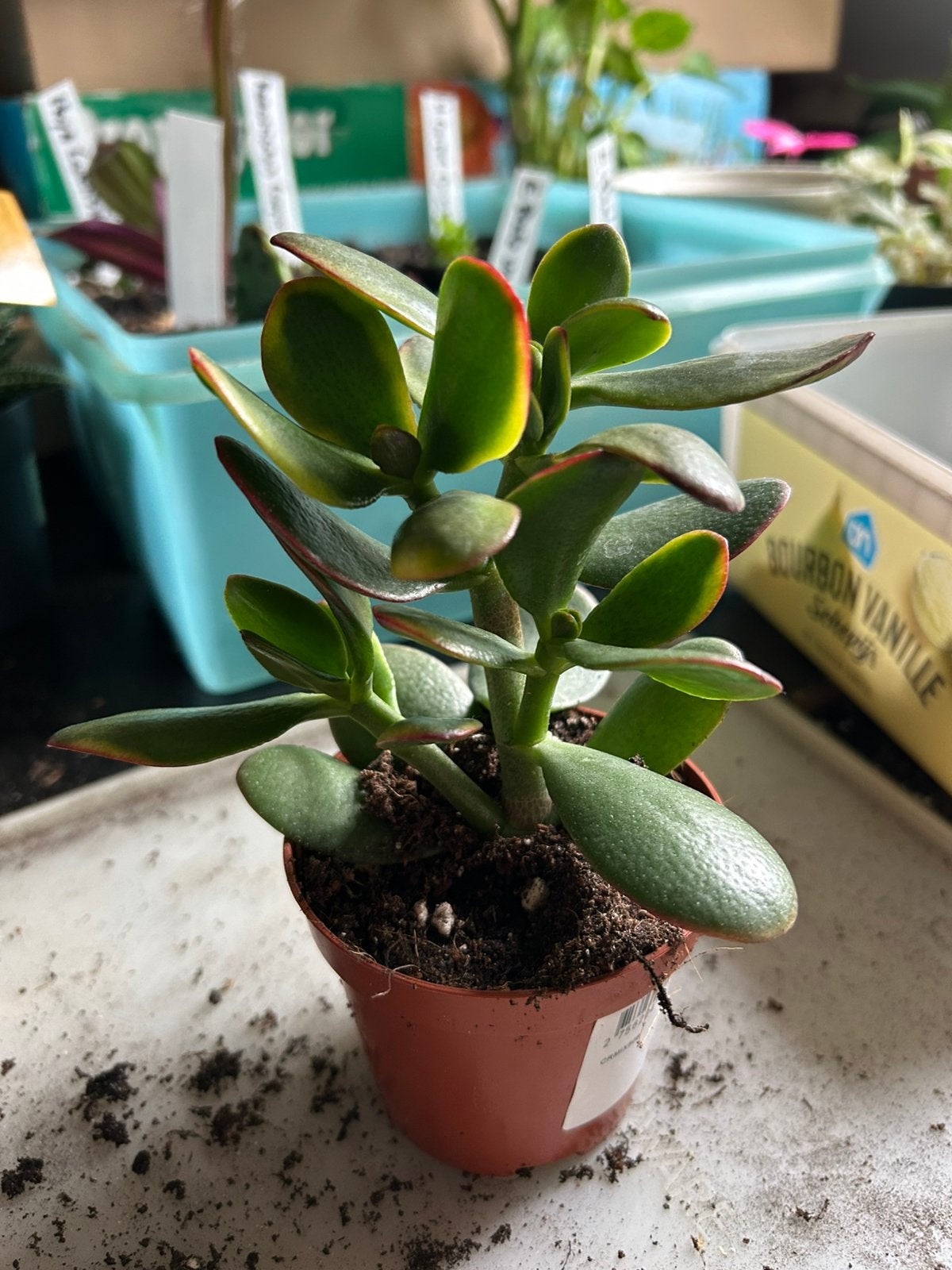 Crassula ovata - Jadenplant - geldboom, Ophalen of Verzenden, Halfschaduw, Minder dan 100 cm