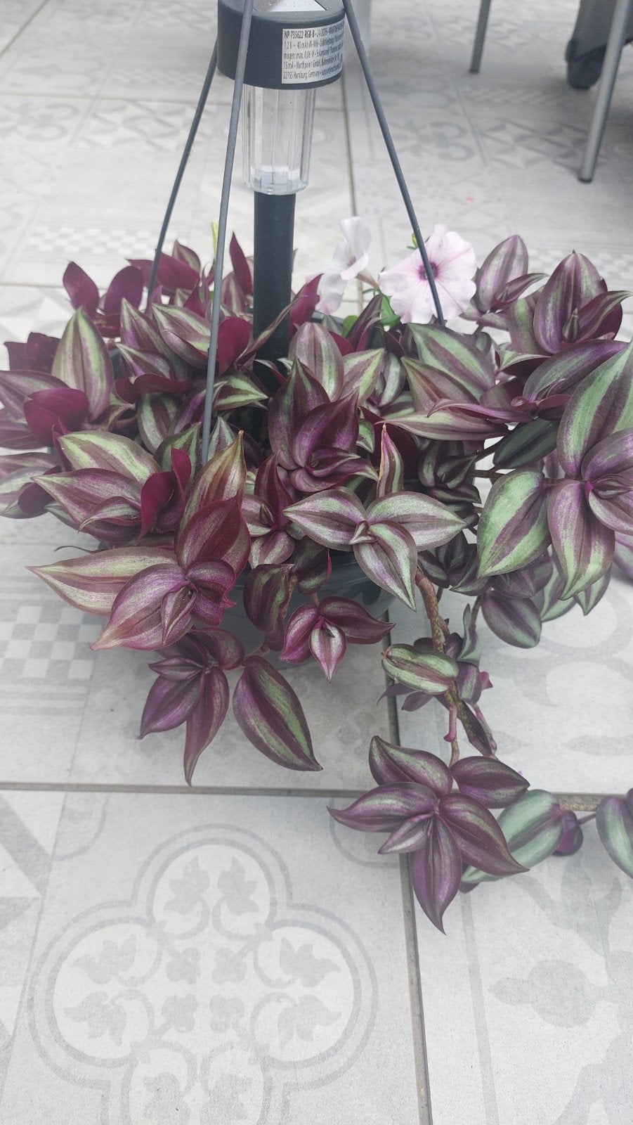 tradescantia, Ophalen