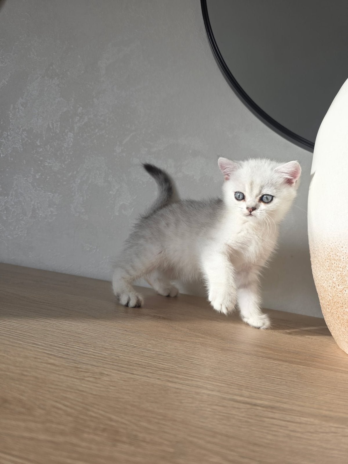 Britse Korthaar Kittens // 2 mannetjes // 2 vrouwtjes, Dieren en Toebehoren, Meerdere dieren, Ontwormd, 0 tot 2 jaar